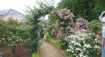 とちぎ花センター・ローズフェスタが開催中！450種類のバラを楽しもう