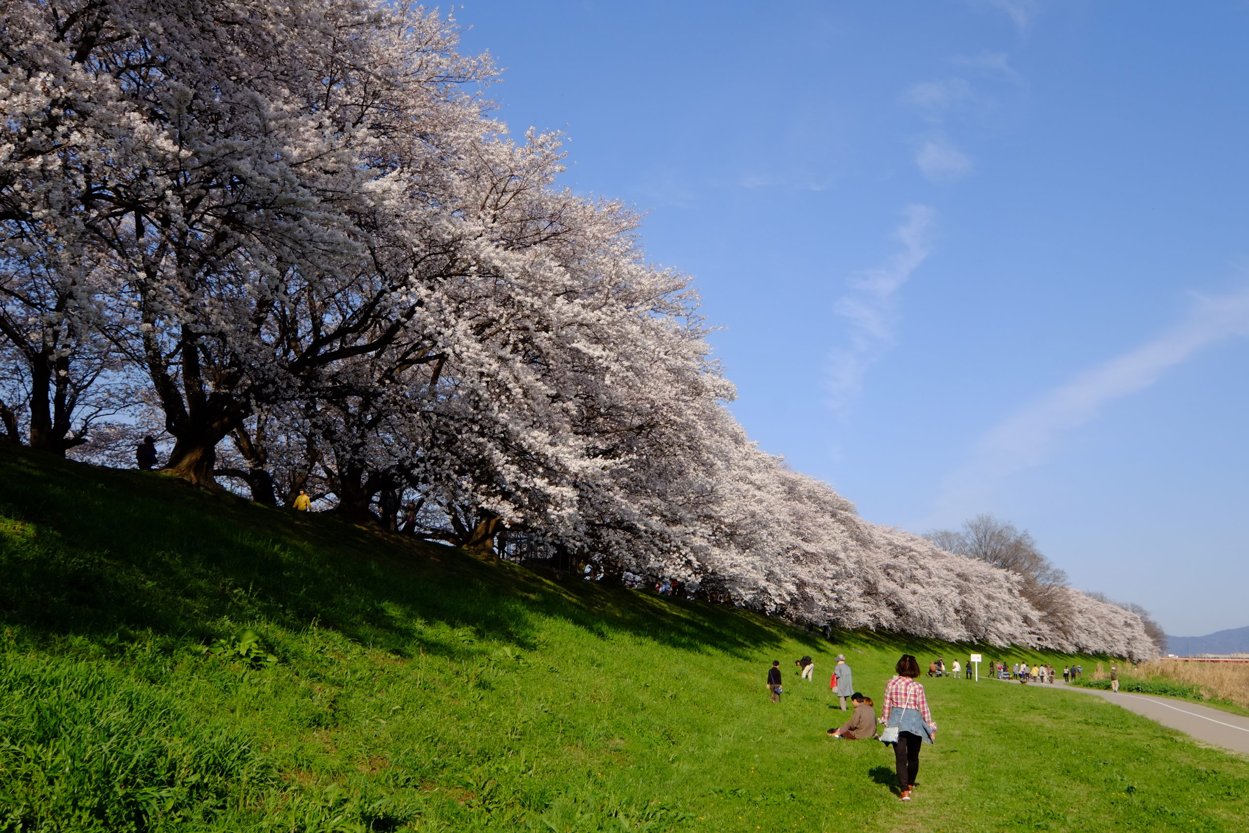 もう一度見るまで死ねるか！コロナが収束したら必ず見たい桜の絶景
