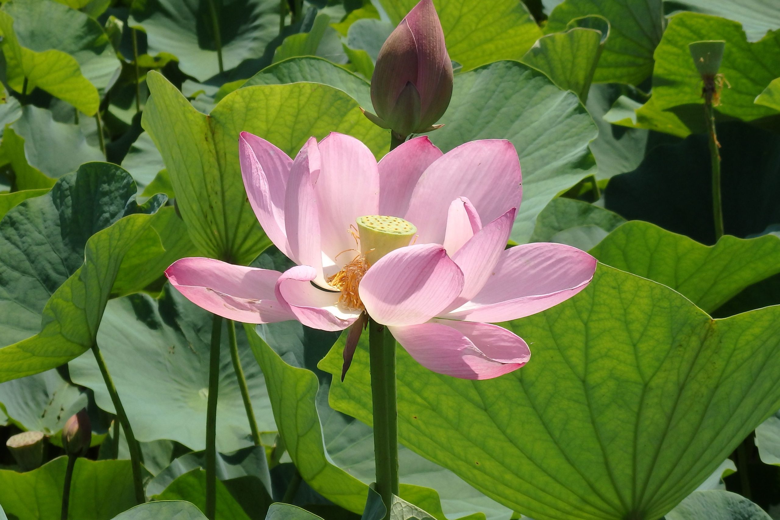 【行田蓮まつり】永い眠りから目覚め古代へのロマンを漂わせる古代蓮