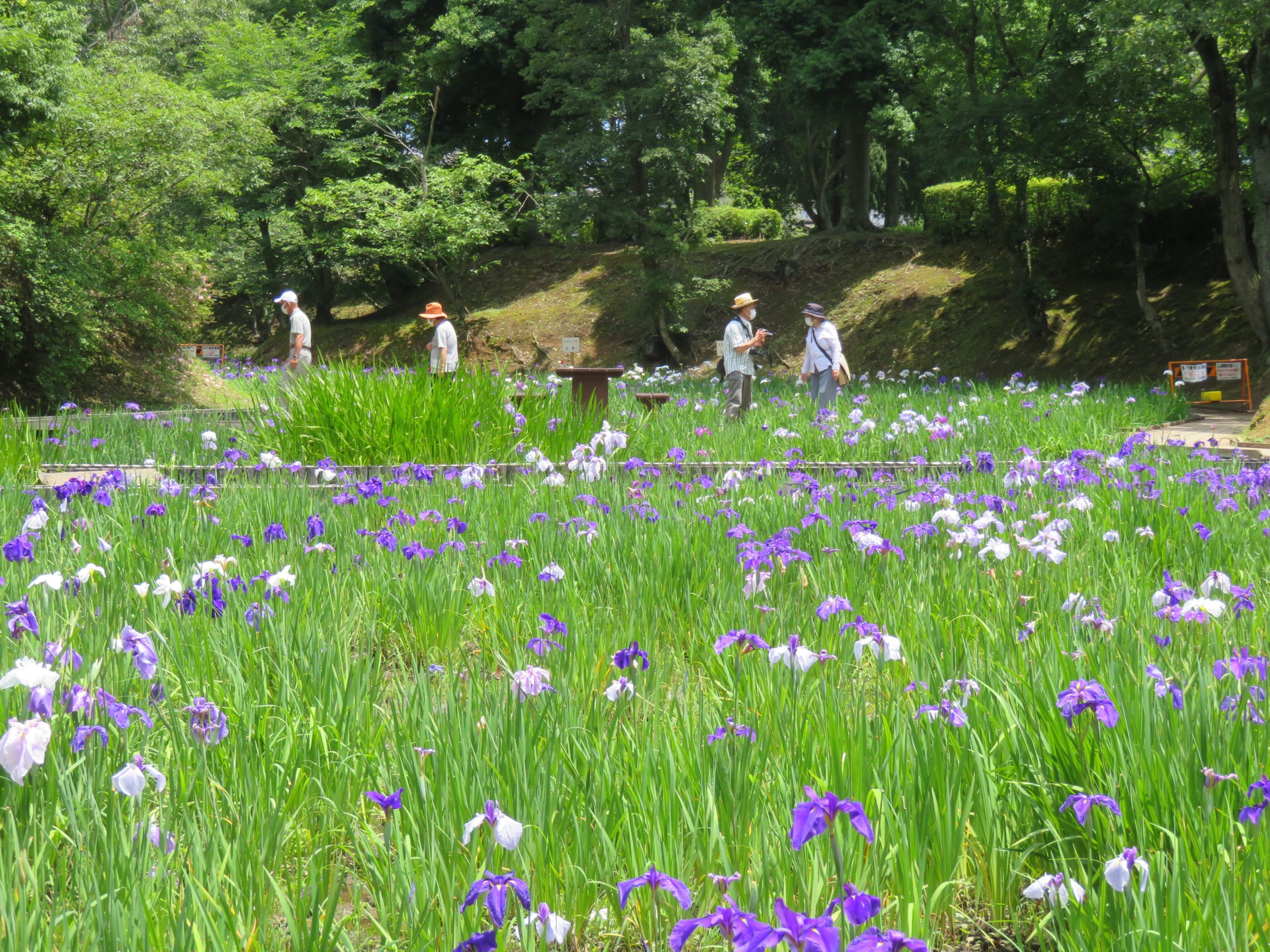 【ひたちなか花しょうぶ園まつり】古代遺跡の公園を彩る花しょうぶ