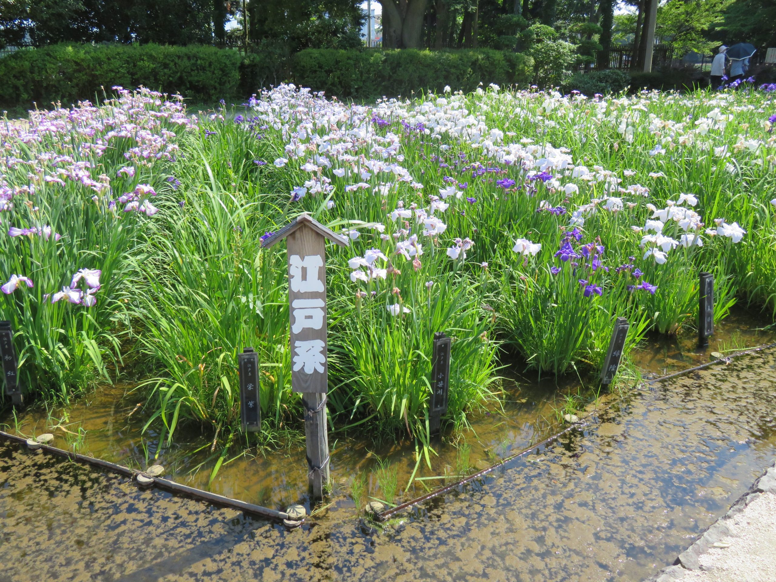 【相模原公園しょうぶまつり】多彩な花菖蒲に胸がときめく水無月園
