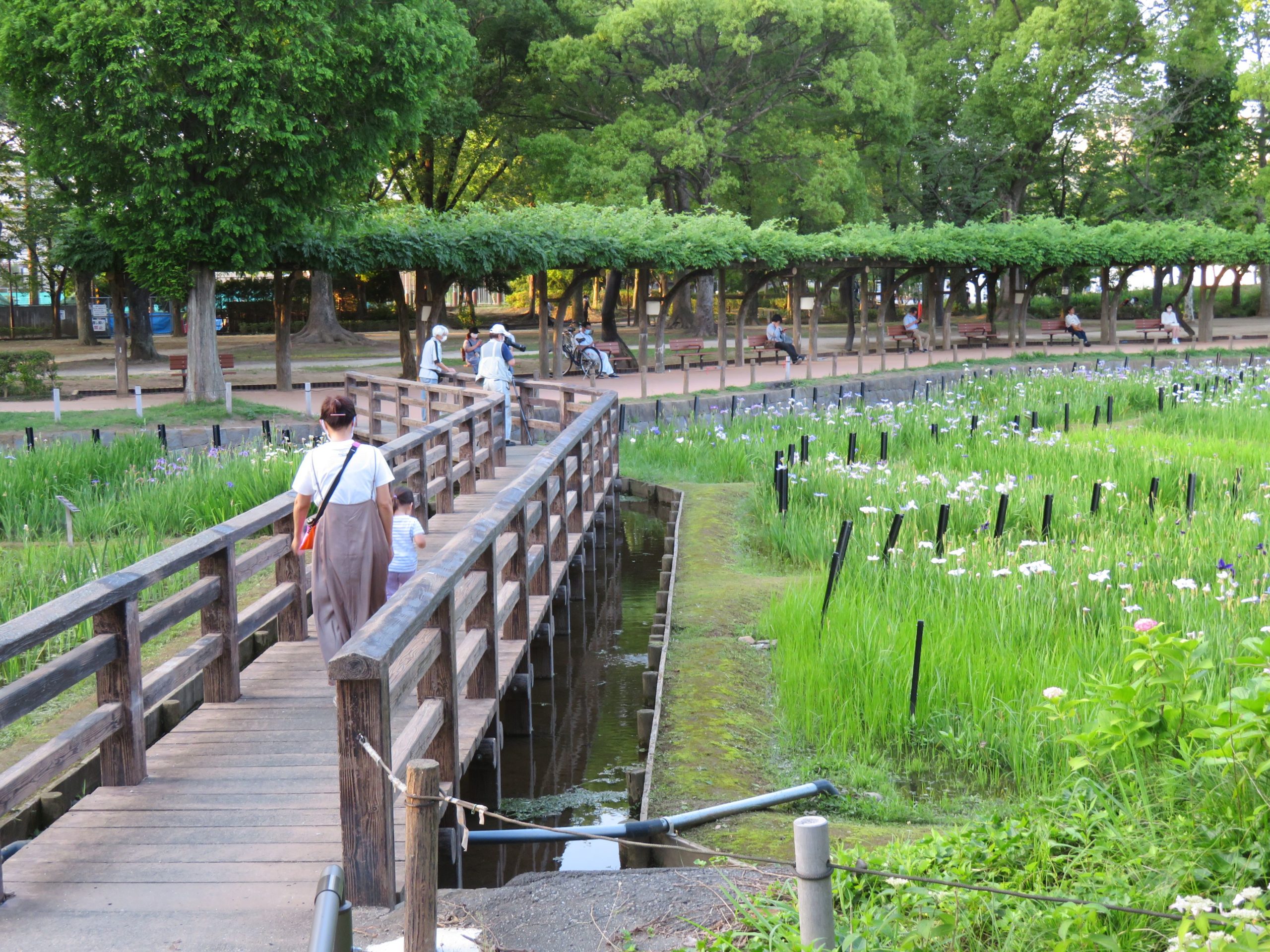 【足立しょうぶまつり】かつてのノハナショウブの群生地に蘇る多種の花菖蒲