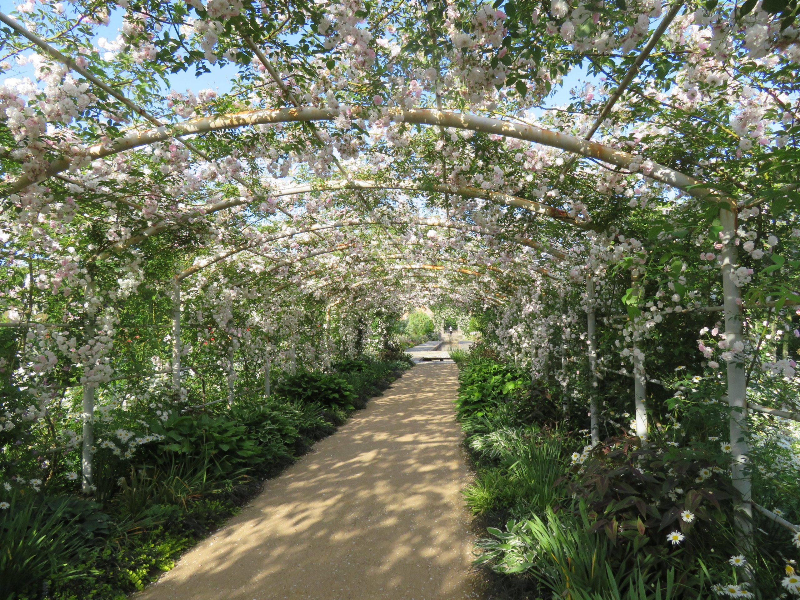 【東武トレジャーガーデン・ローズガーデン祭り】様々な花々がバラにコラボ