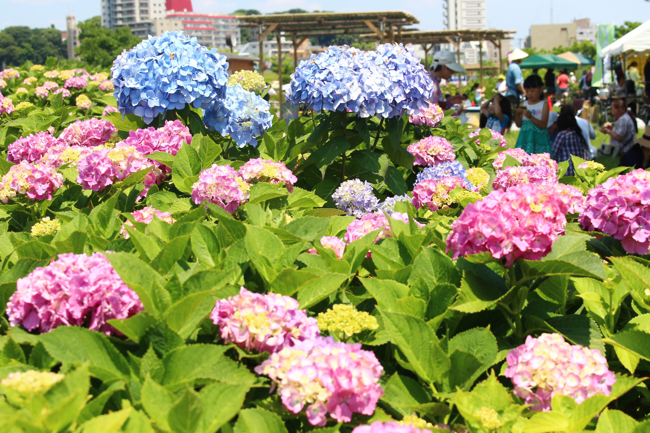 2021年関東のあじさいまつり・スポットまとめ！