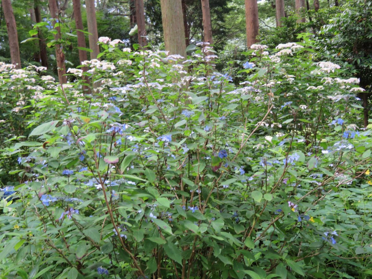 【水戸のあじさいまつり】水戸八幡宮の杉木立を帯のように彩る山あじさい