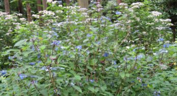 【水戸のあじさいまつり】水戸八幡宮の杉木立を帯のように彩る山あじさい