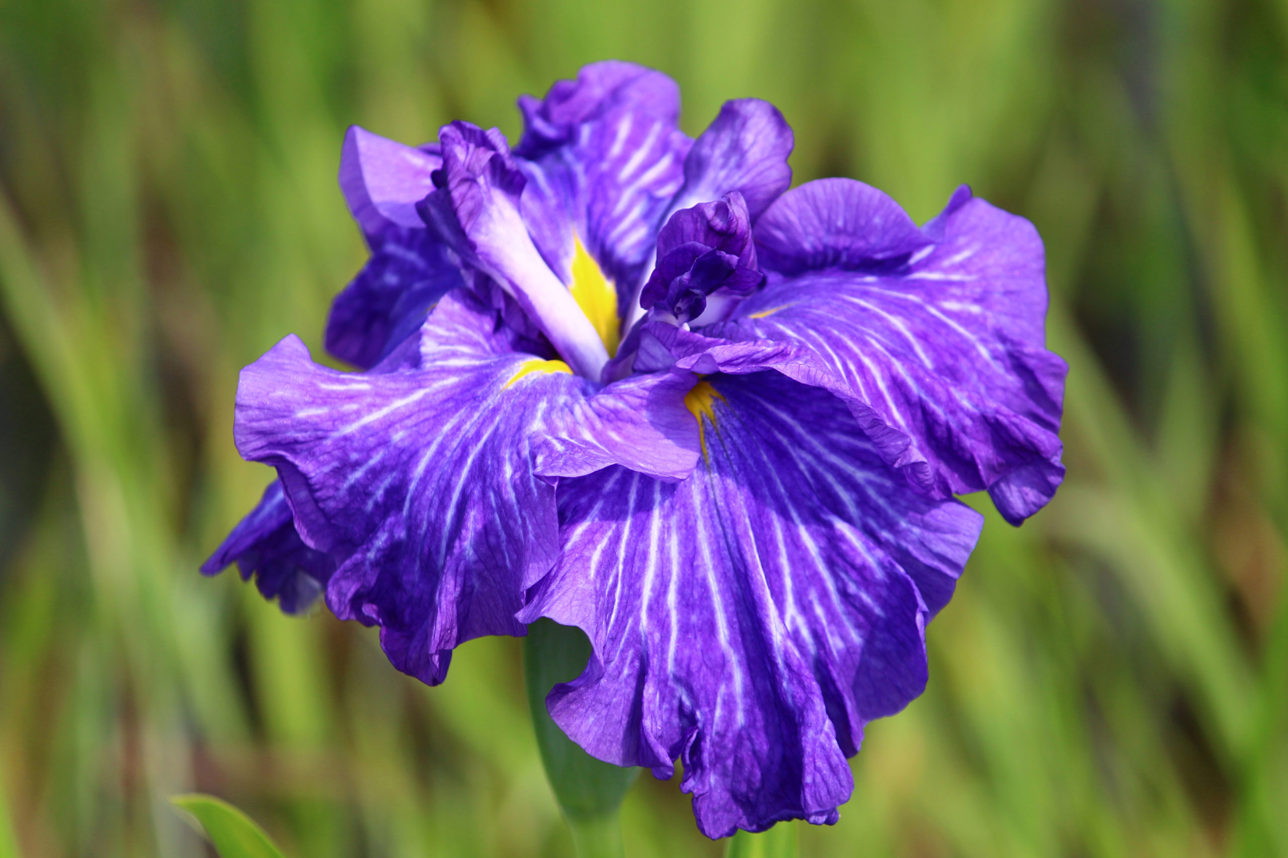 小岩菖蒲園まつりで夏を体感！100種類5万本のカラフルな花菖蒲が圧巻の祭り