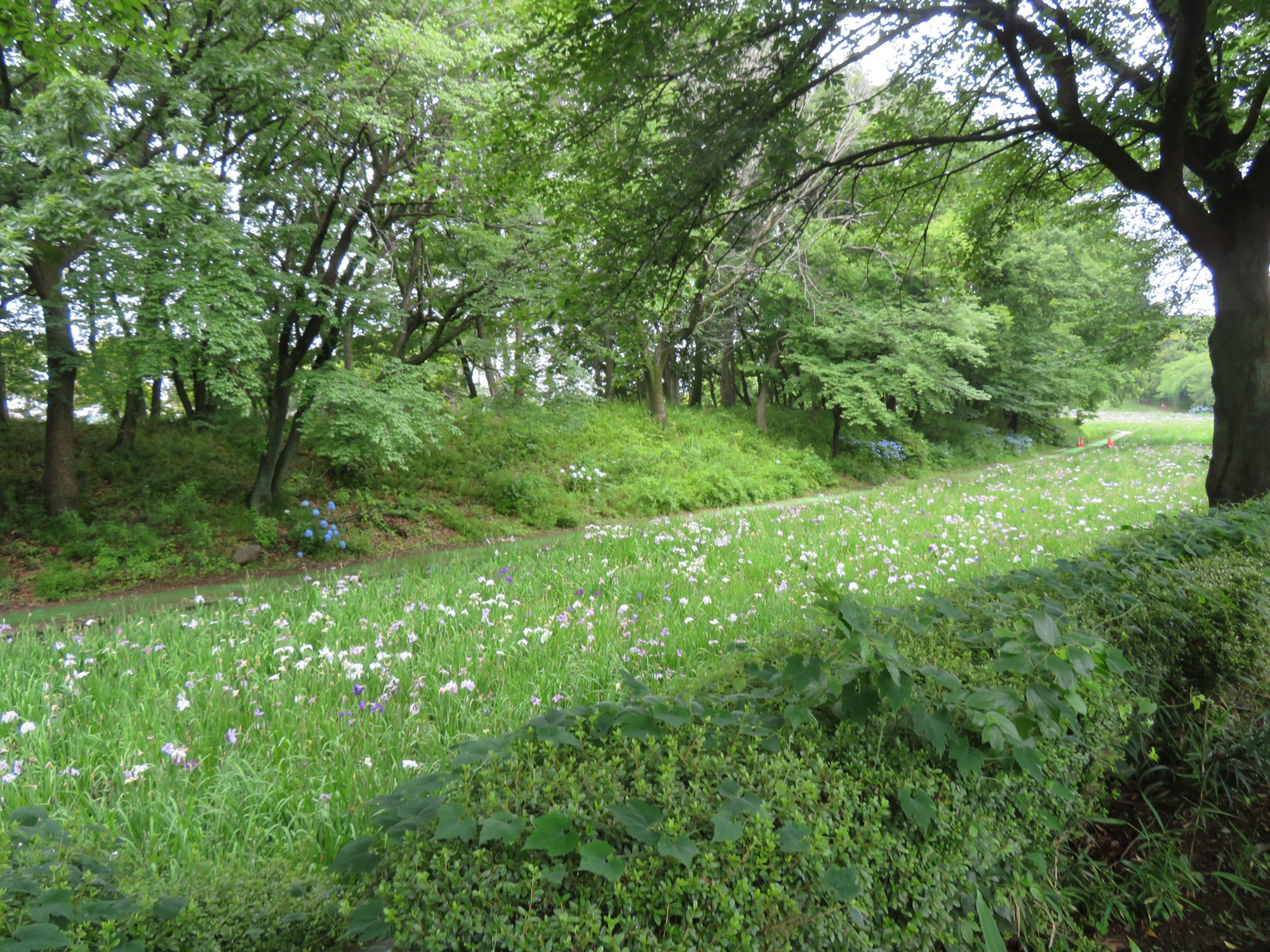 【赤堀花しょうぶ園まつり】中世の水の流れを覆う初夏色のグラデーション