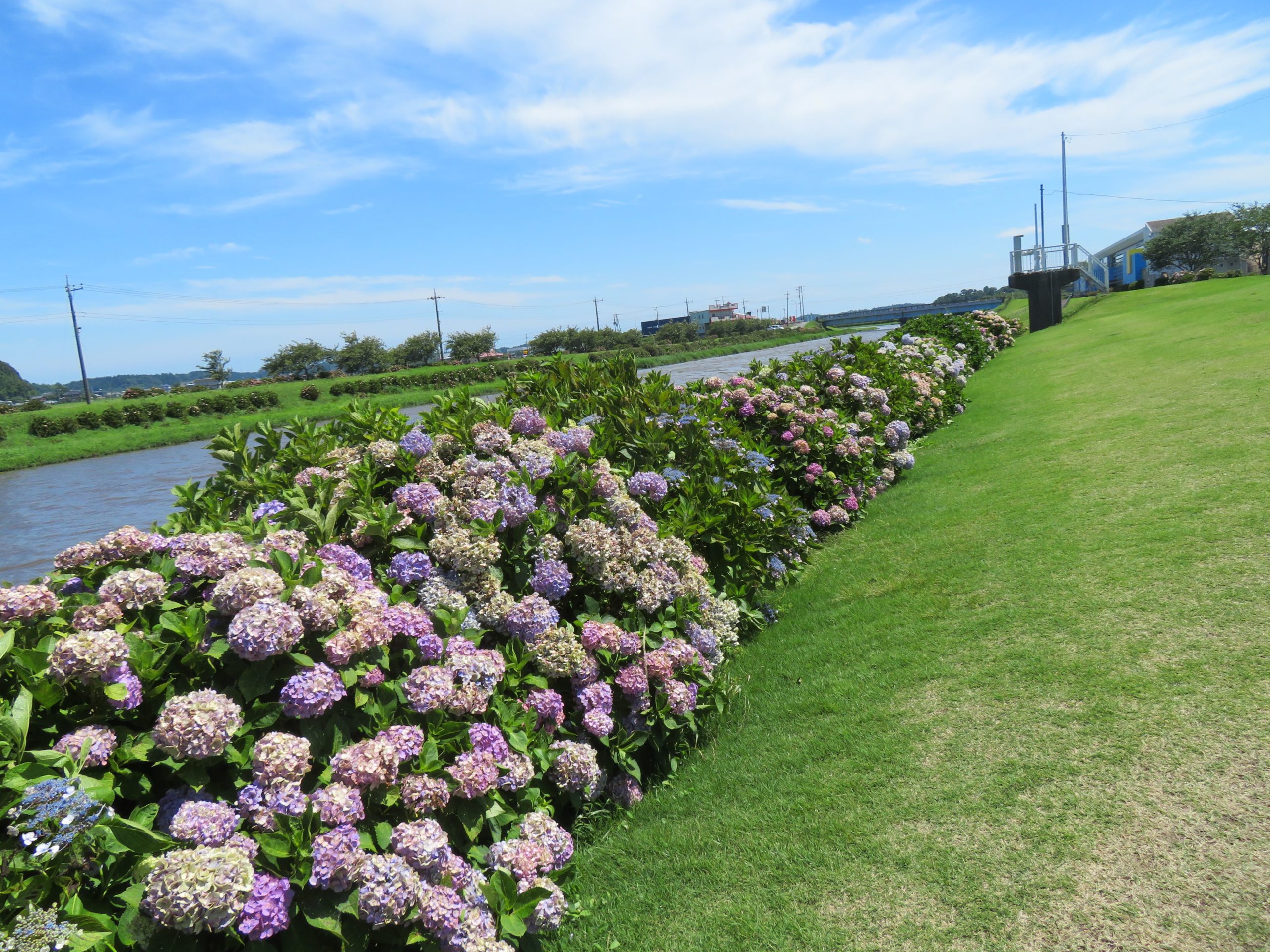 【ふるさと多古町あじさい祭り】多古米コシヒカリを育む栗山川を彩る町の花