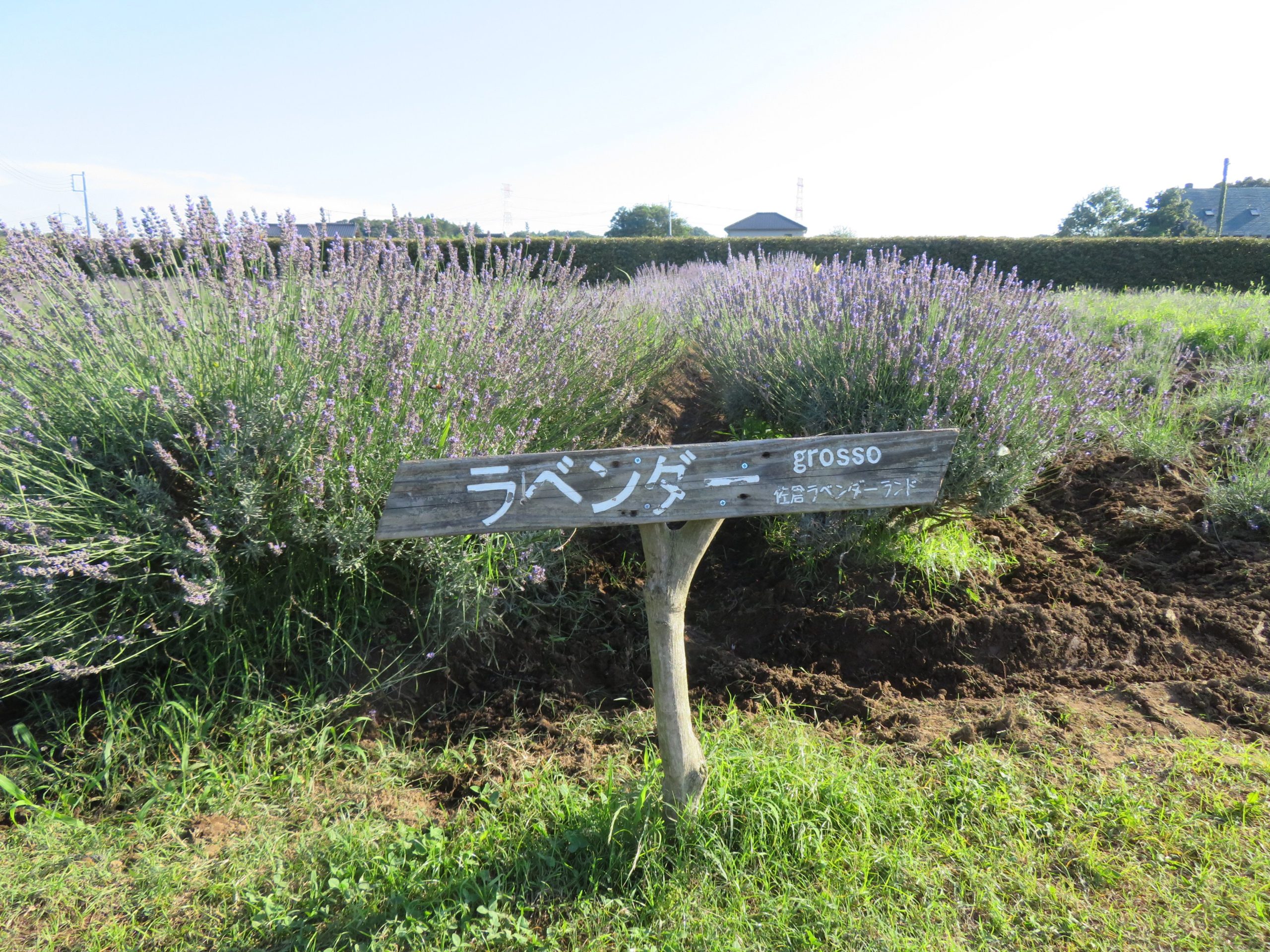 【佐倉ラベンダーまつり】濃紫早咲き、おかむらさき、グロッソの彩り