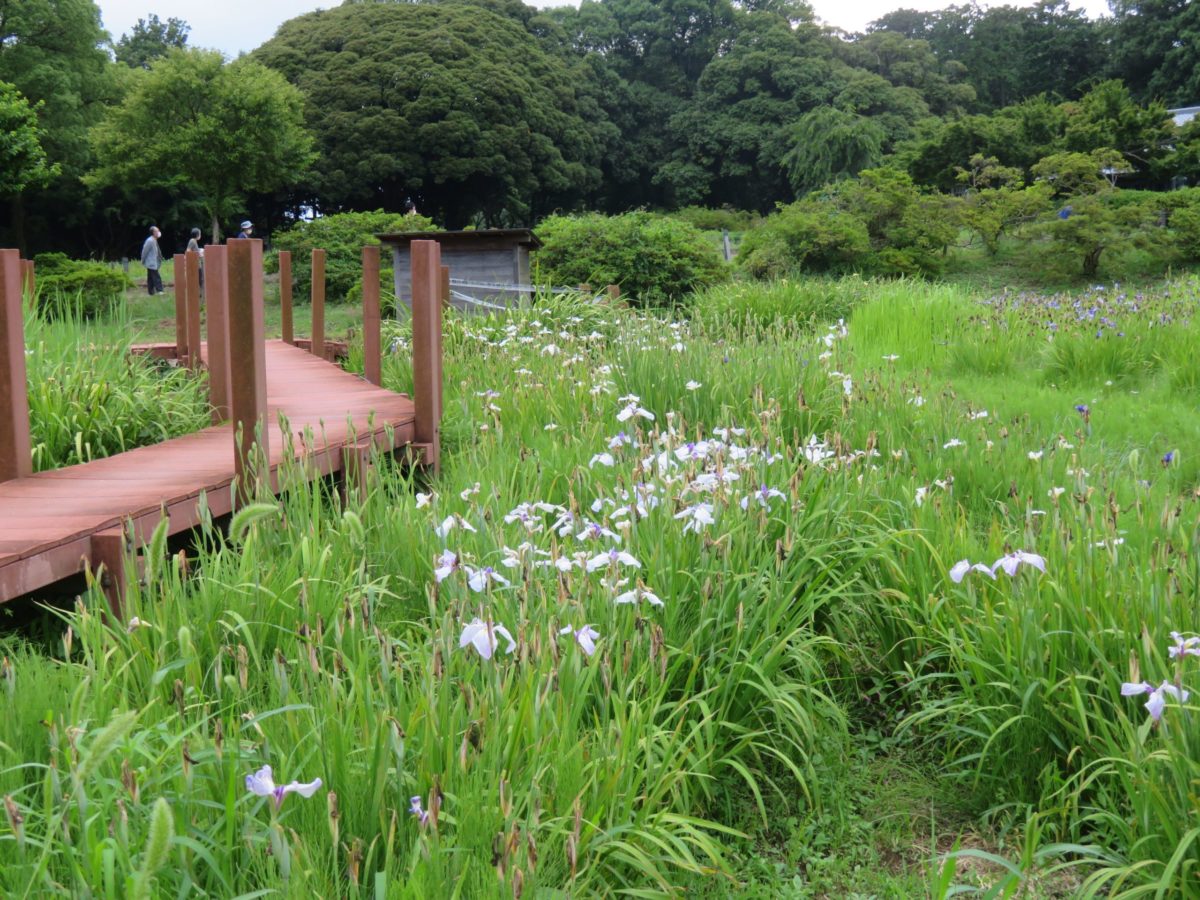 たてばやし花菖蒲まつりが開催期間中！館林城跡には渡し船や古民家も
