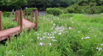たてばやし花菖蒲まつりが開催期間中！館林城跡には渡し船や古民家も