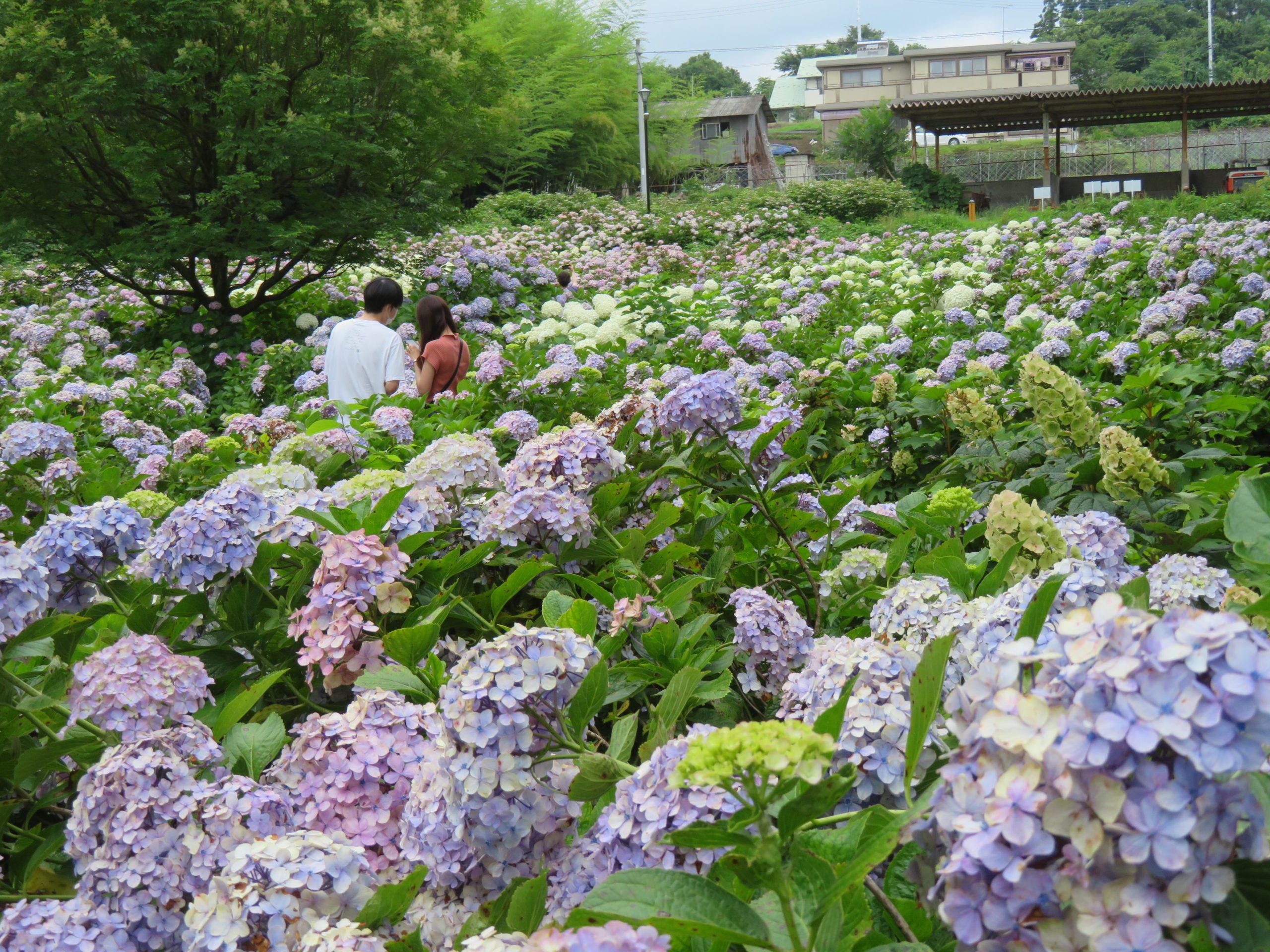 【荻窪公園アジサイまつり】前橋の赤城山南麓に建つ道の駅を包む初夏の彩り