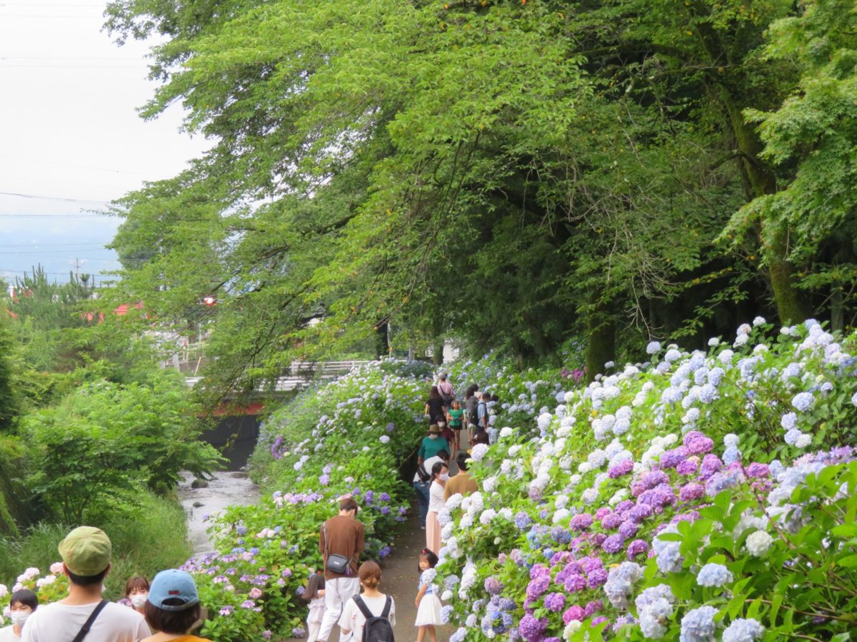 【渋川あじさいまつり】平沢川の流れに彩りを添える小野池あじさい公園