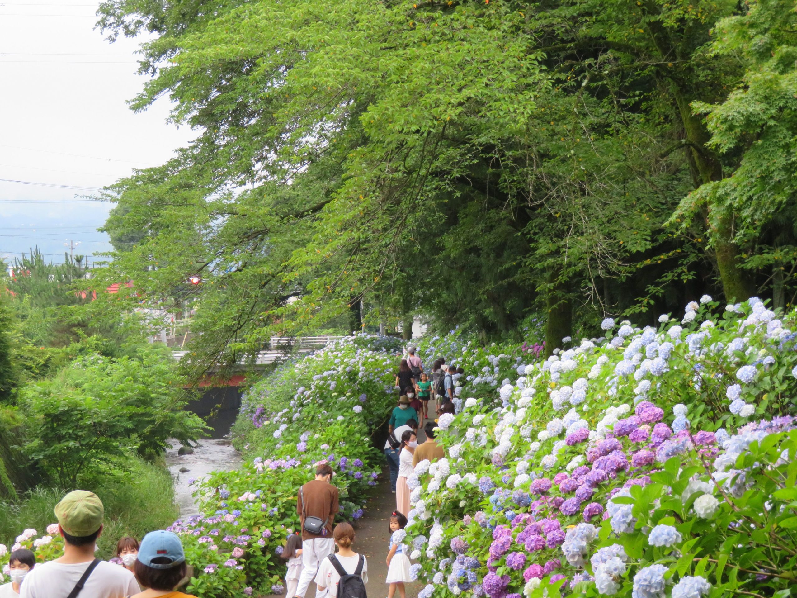 【渋川あじさいまつり】平沢川の流れに彩りを添える小野池あじさい公園