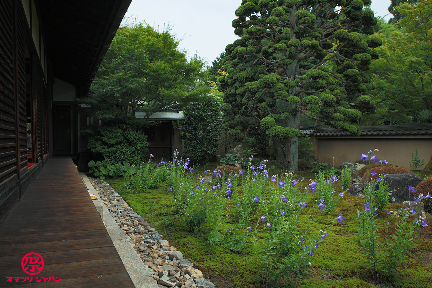 桔梗の寺「天得院」初夏の特別拝観