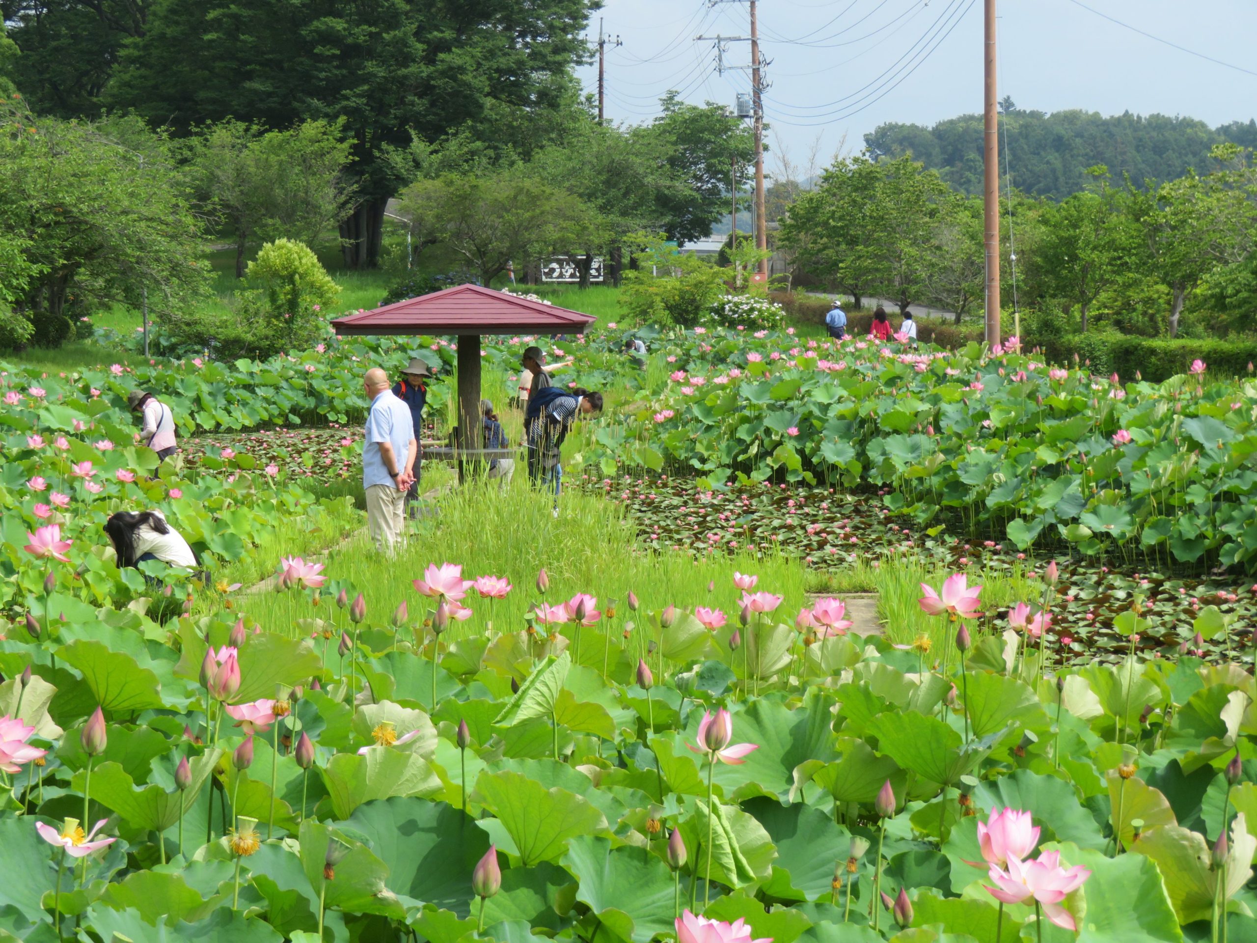 【つがの里ハスまつり】ハスやスイレンがバランスよく彩る栃木の花園