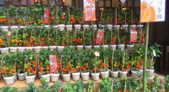 千葉の夏の風物詩！【検見川神社ほおづき市】2023年は例祭で神輿渡御も復活するから行くしかない！