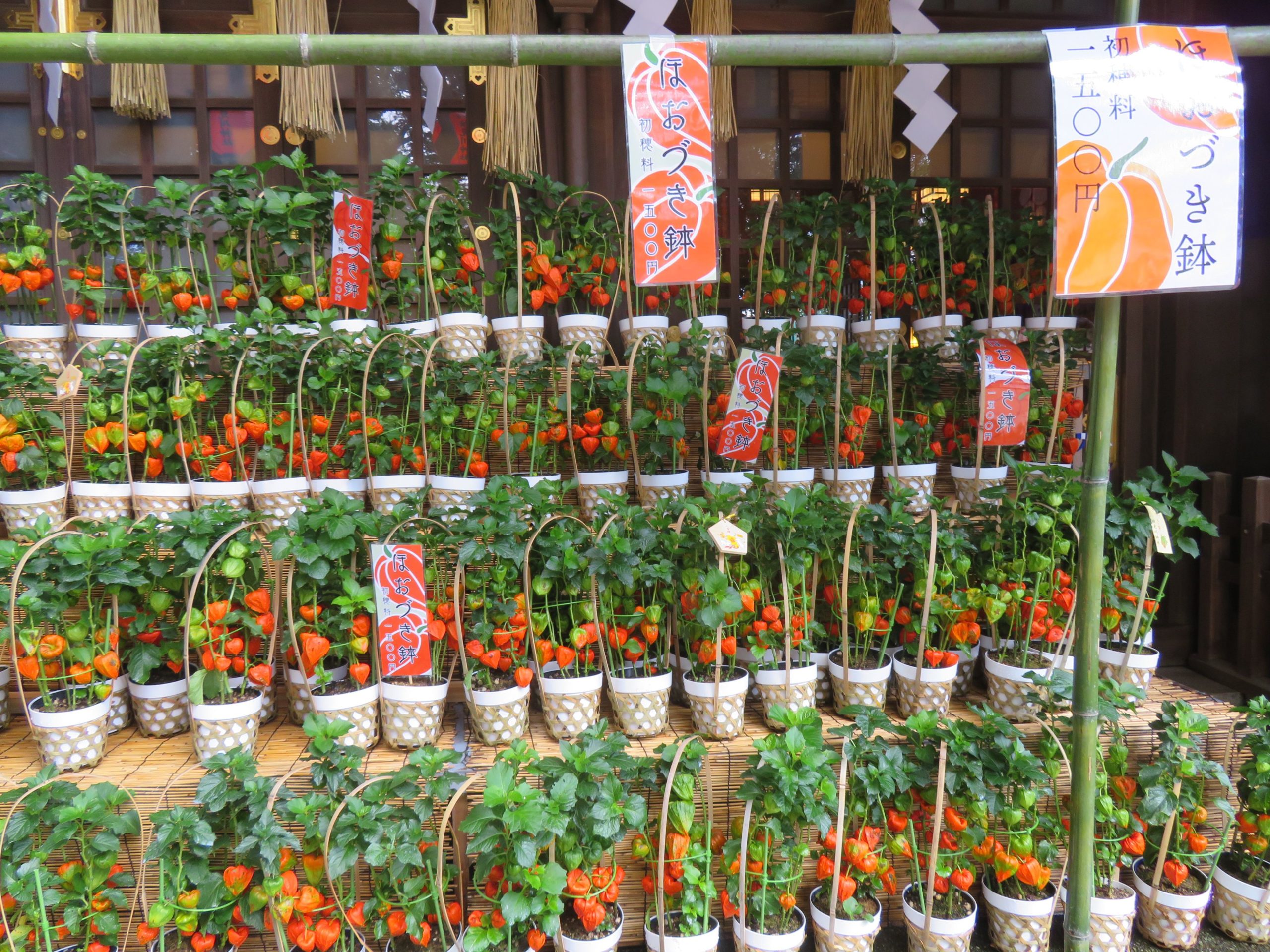 千葉の夏の風物詩！【検見川神社ほおづき市】2023年は例祭で神輿渡御も復活するから行くしかない！