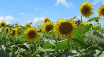 【ひまわりフェス】見渡す限り大輪の花が広がる成田ゆめ牧場に溢れる魅力