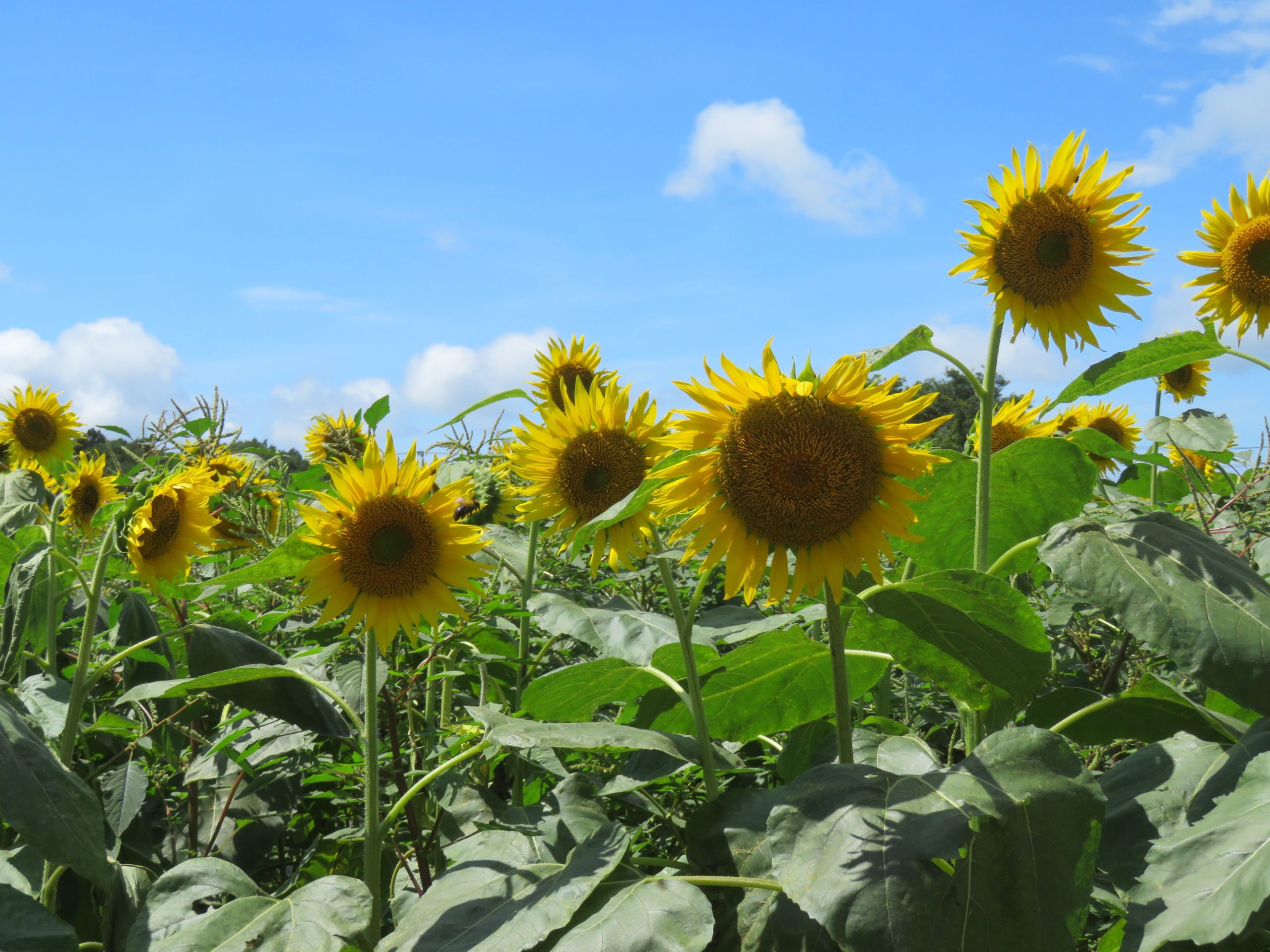 【ひまわりフェス】見渡す限り大輪の花が広がる成田ゆめ牧場に溢れる魅力