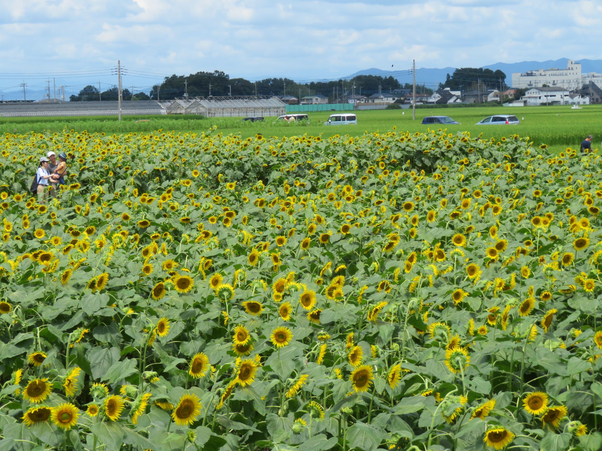 【野木町ひまわりフェスティバル】真夏のエネルギーを発散する大輪の花