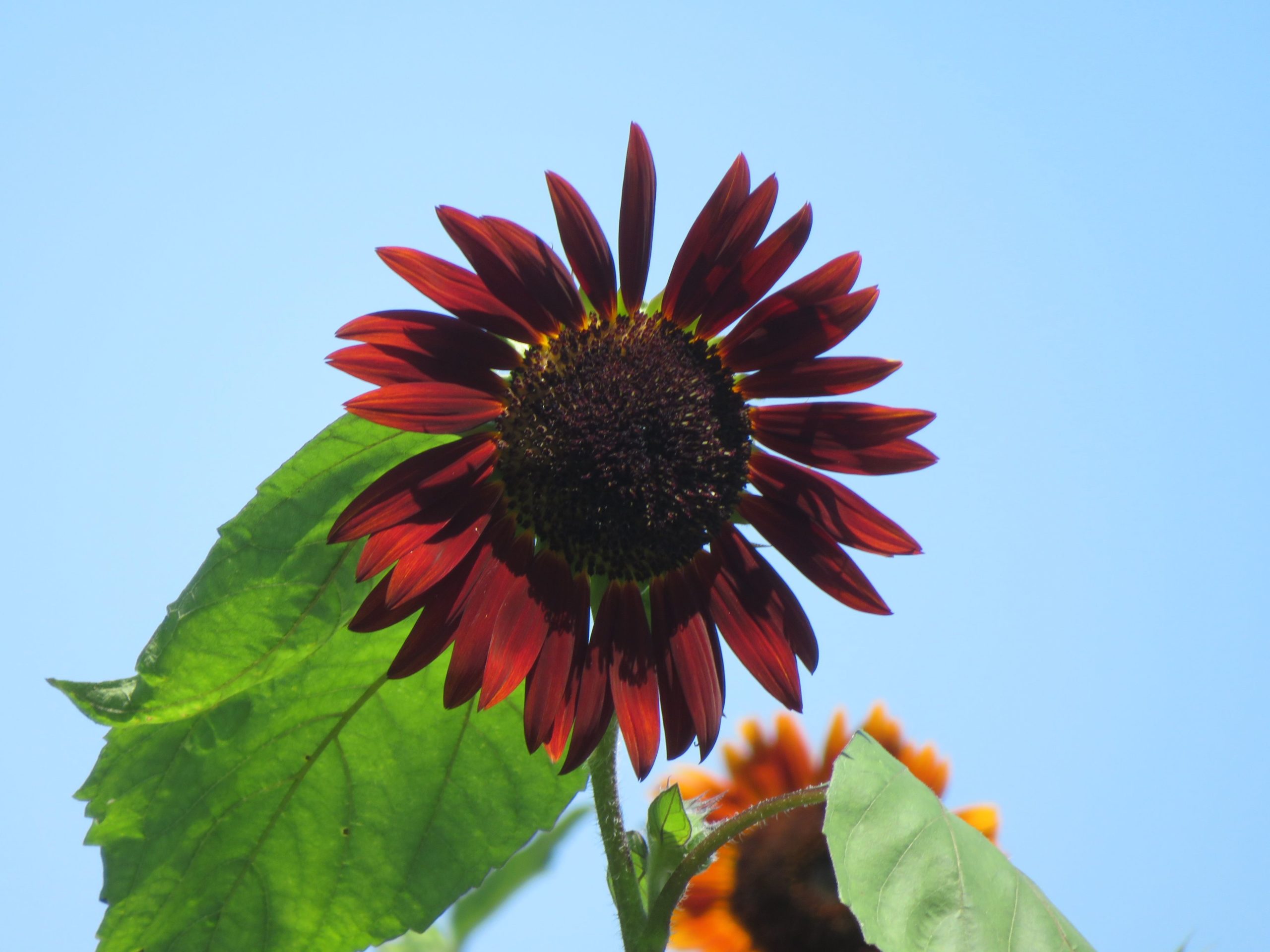 【ひまわりガーデン武蔵村山】濃いワインレッドの花が魅力的なクラレット