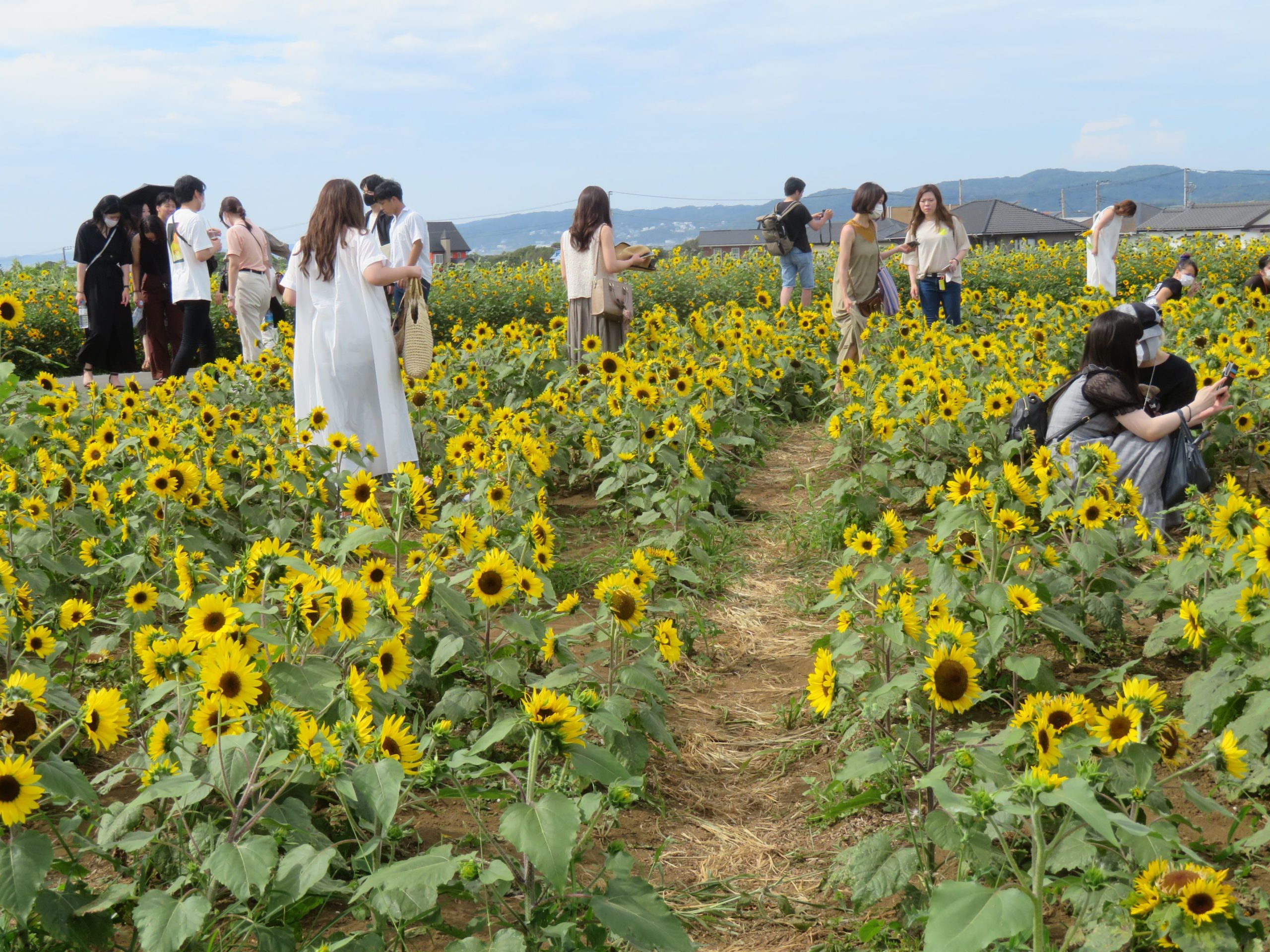 【ソレイユの丘】真夏のエネルギーを太陽に向かってはね返すヒマワリ