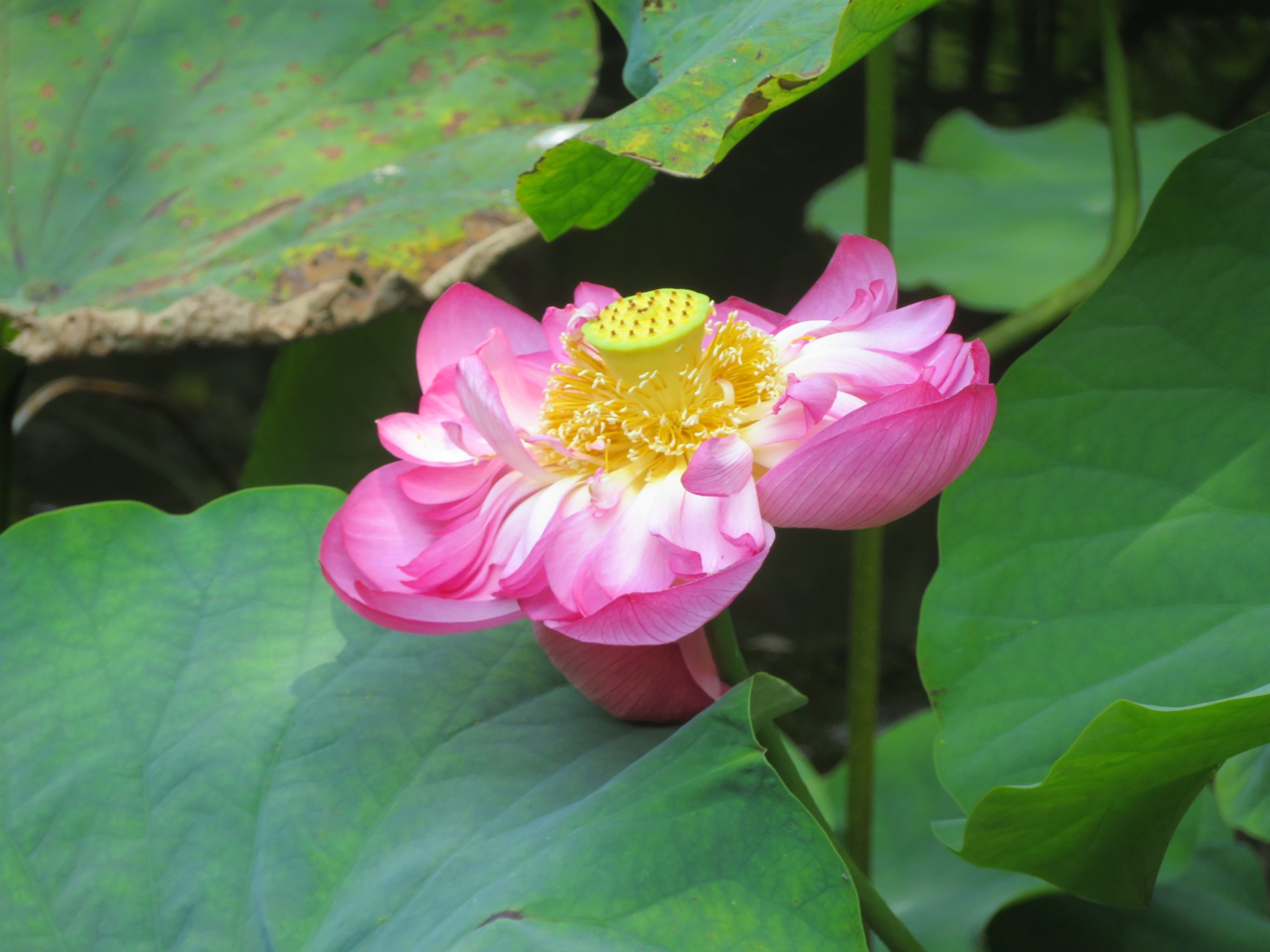 【光明寺観蓮会】海水浴客で溢れる鎌倉の湘南海岸沿いの材木座を彩る蓮の花