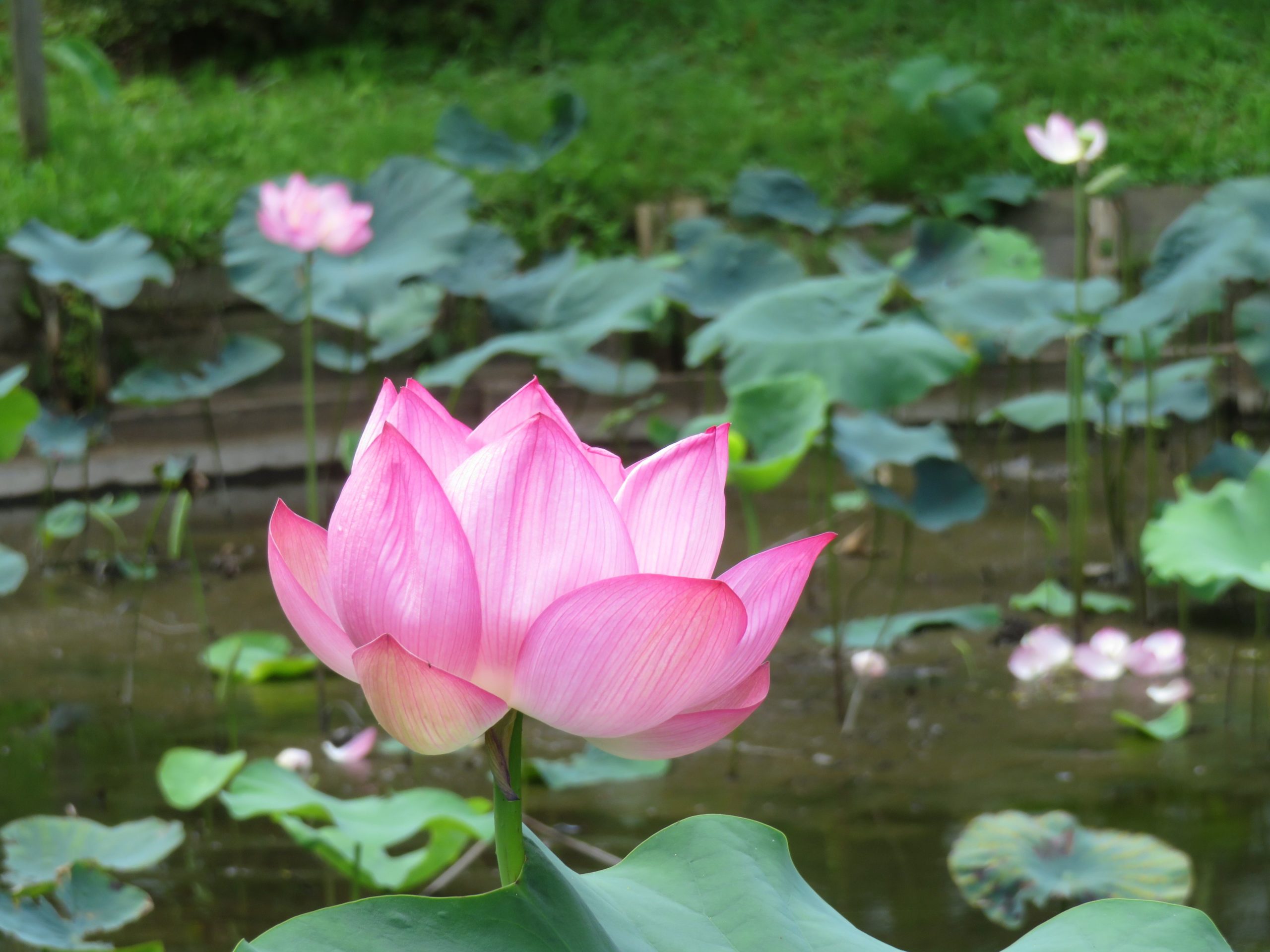 【薬師池公園の観蓮会】太陽の光を浴びて大輪の花を咲かせる大賀ハス