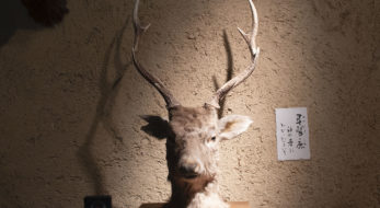 鹿の頭を生贄に！？長野・諏訪の御頭祭について知るために神長官守矢史料館へ