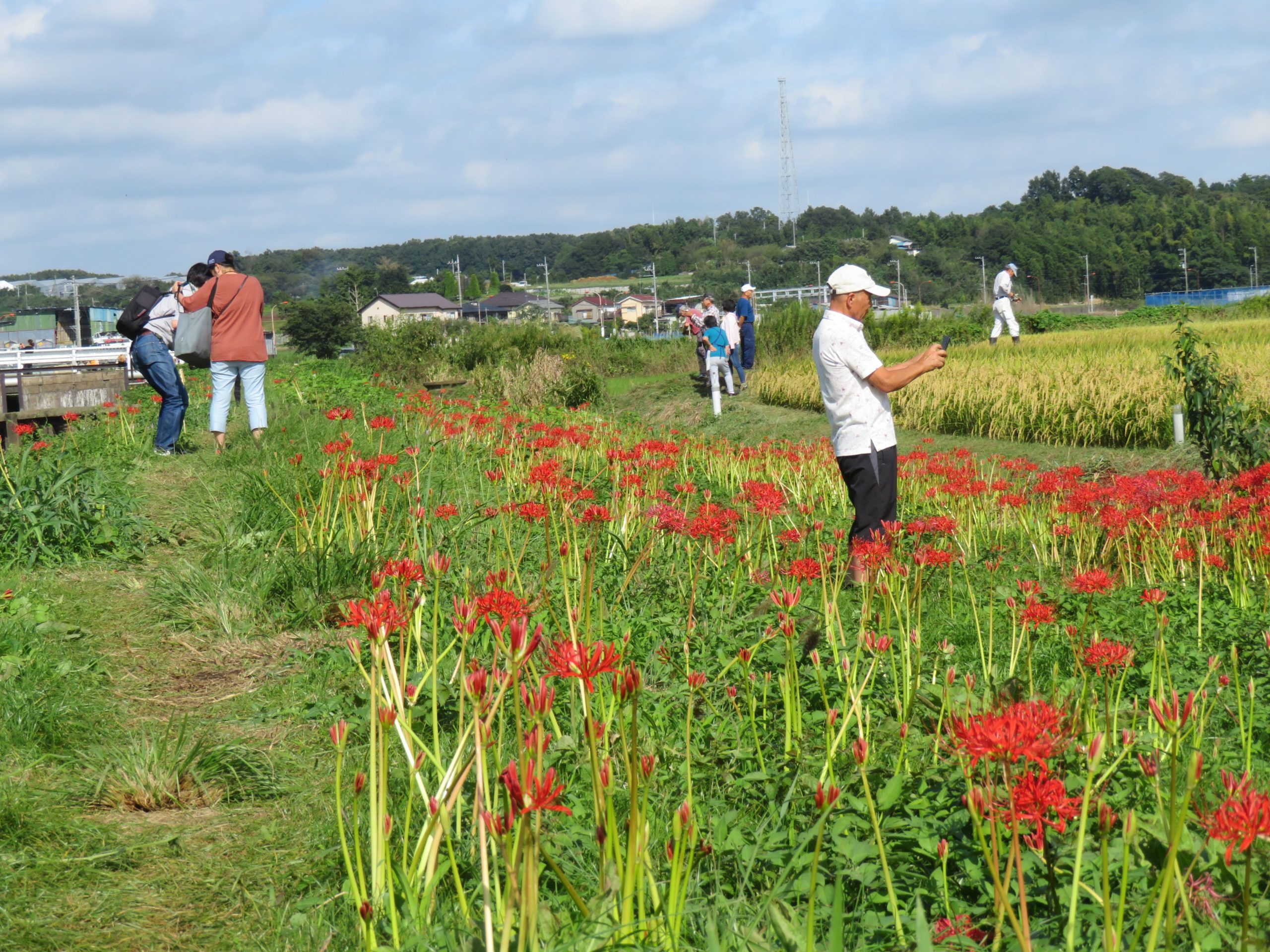 神奈川県藤沢市に急げ！2023年「小出川彼岸花まつり」初秋を鮮やかに彩る彼岸花が見頃だぞ！