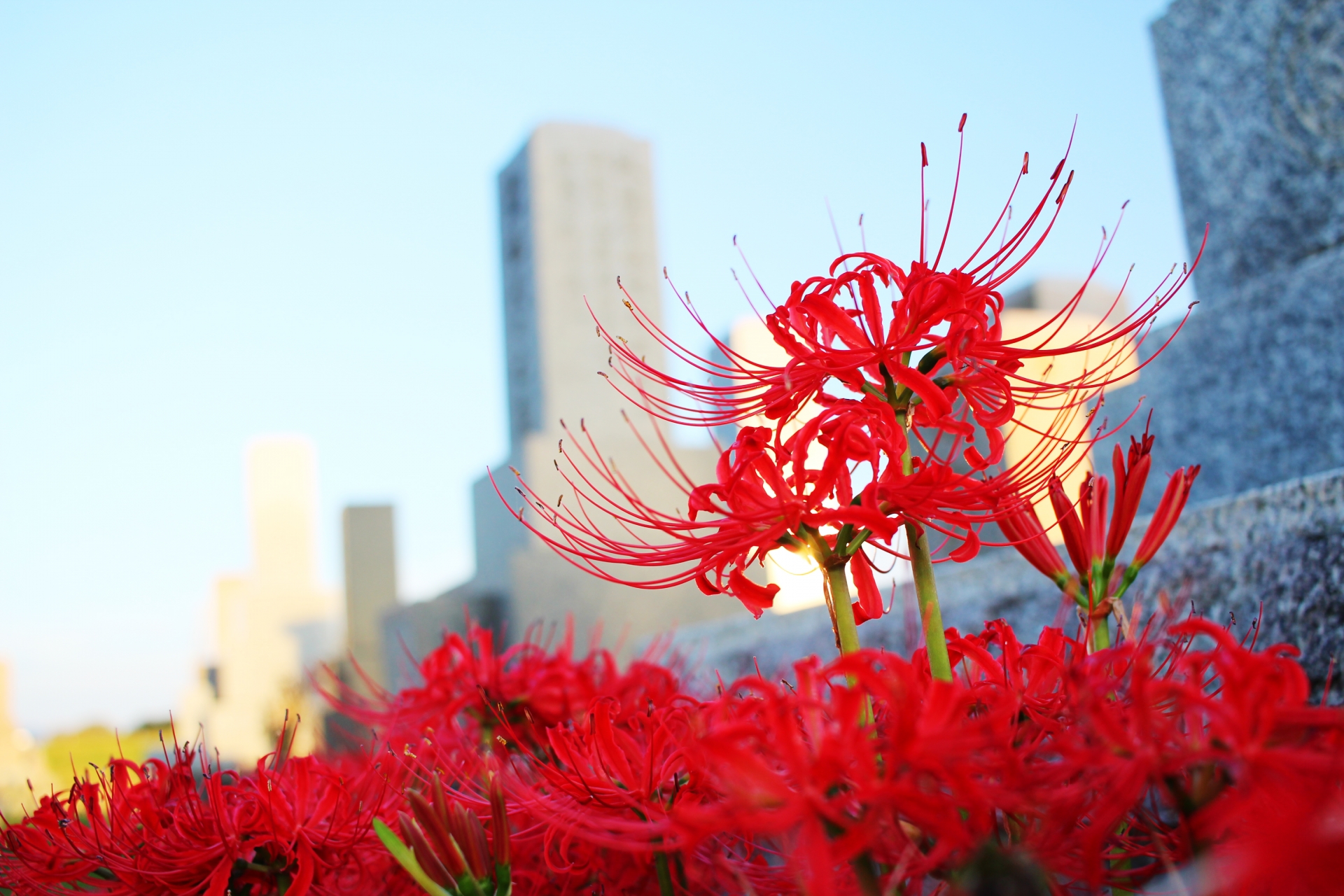 コロナ禍のお彼岸でお墓参りはどうする？自宅からでもできるご先祖様の供養