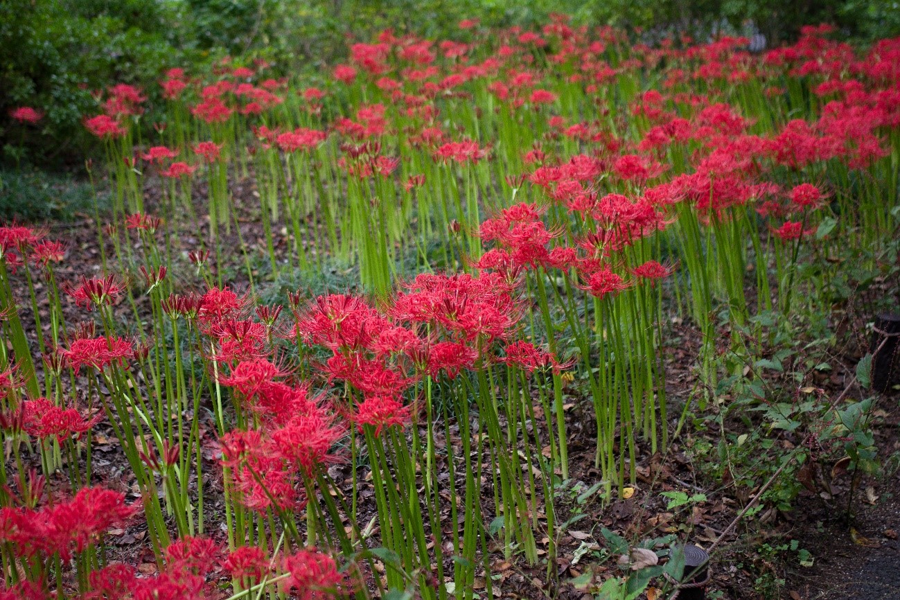 お彼岸にやることやその意味は？お盆や、春と秋、それぞれの違いについても解説　　