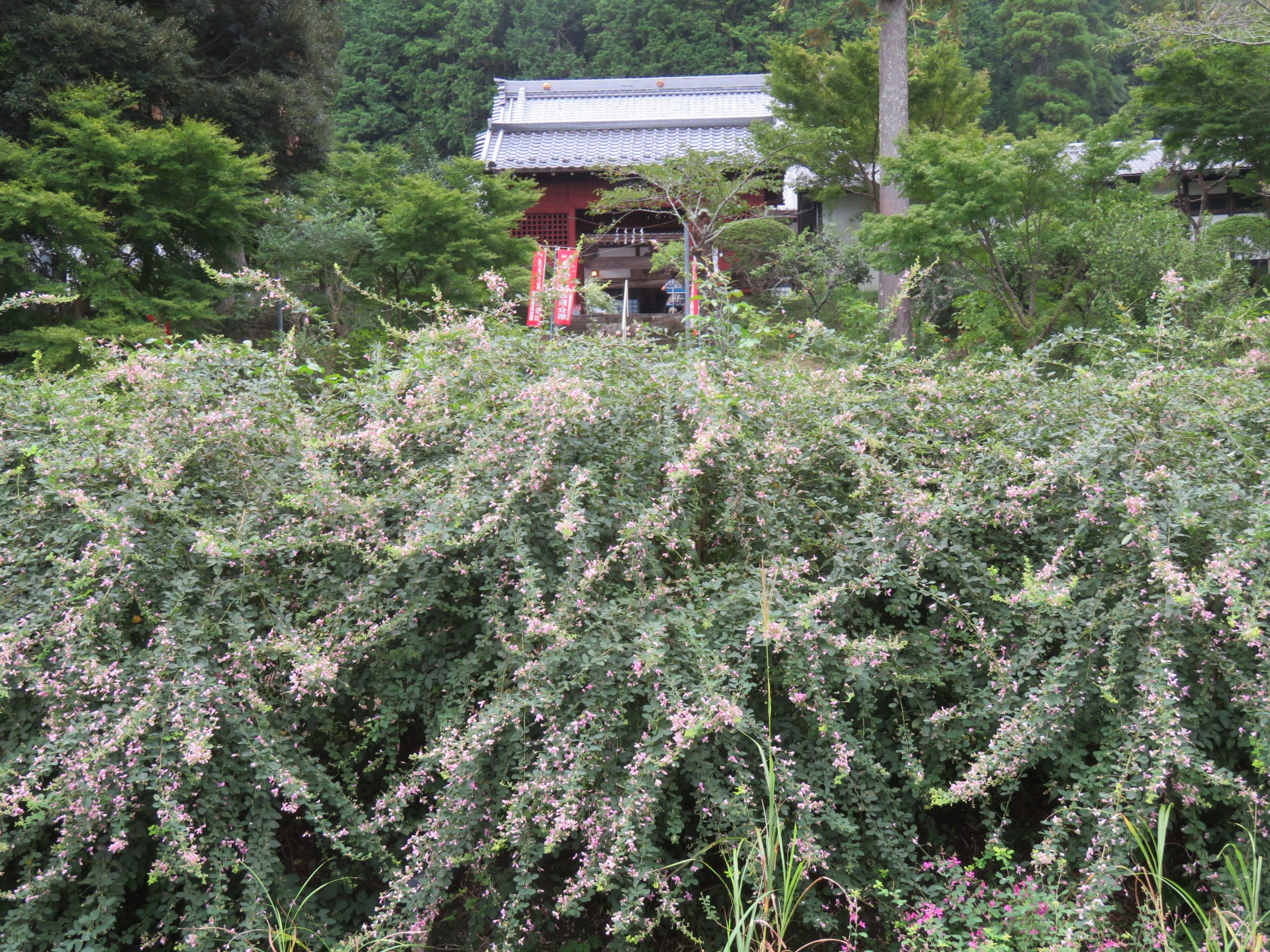 【円如寺・萩まつり】房総半島で名水が潤す久留里城下に秋を告げる萩の花