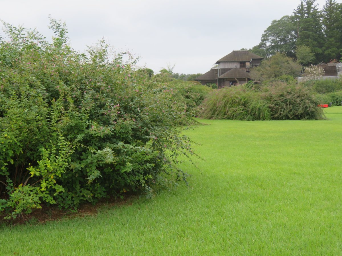【水戸の萩まつり】梅の名所で知られる偕楽園の初秋の彩り