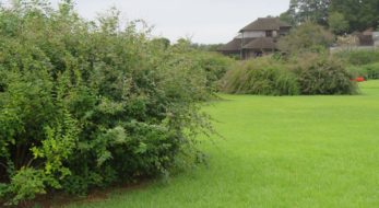 【水戸の萩まつり】梅の名所で知られる偕楽園の初秋の彩り