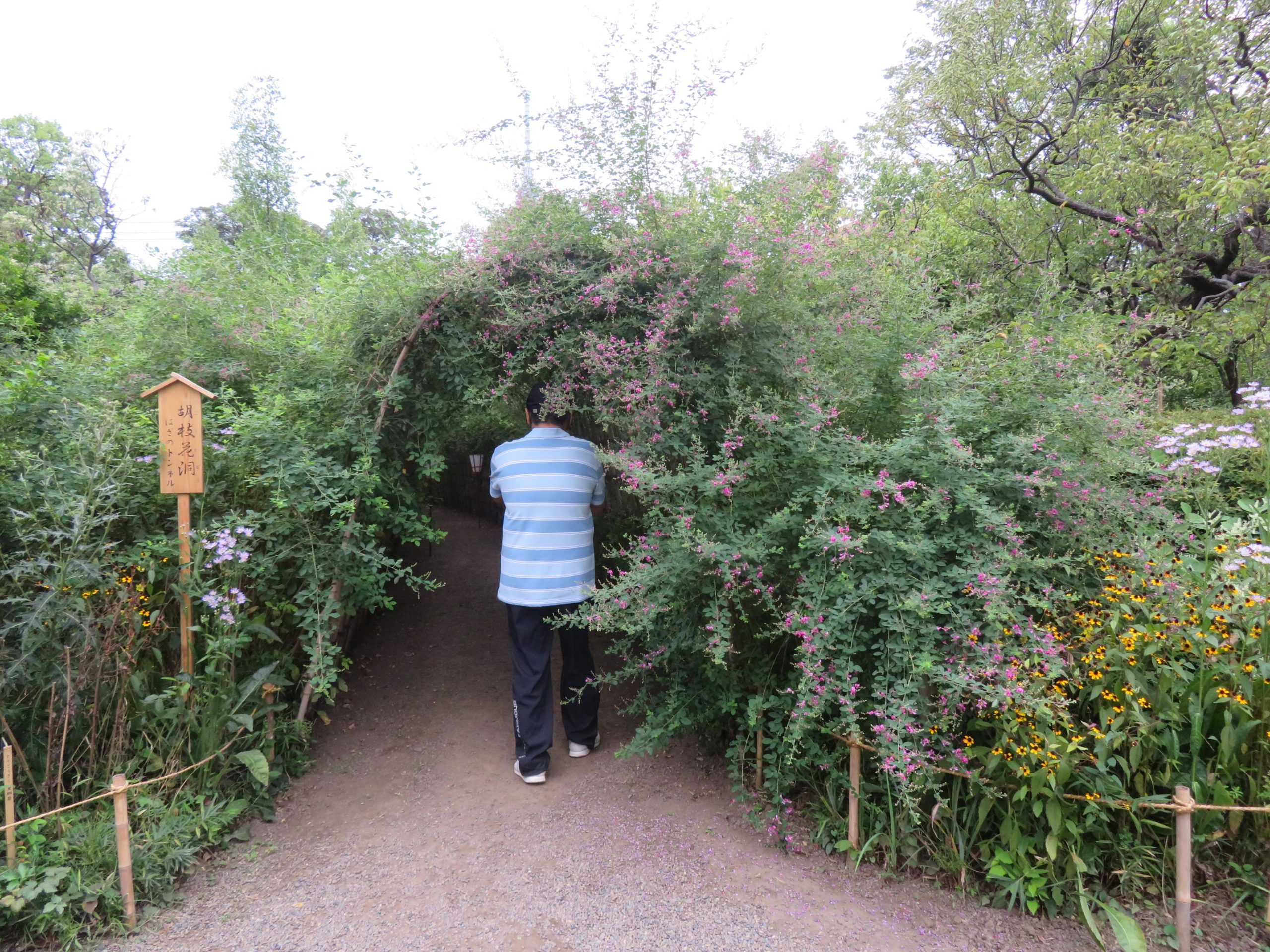 【向島百花園・萩まつり】アーチの中が秋の気配で満たされる萩のトンネル