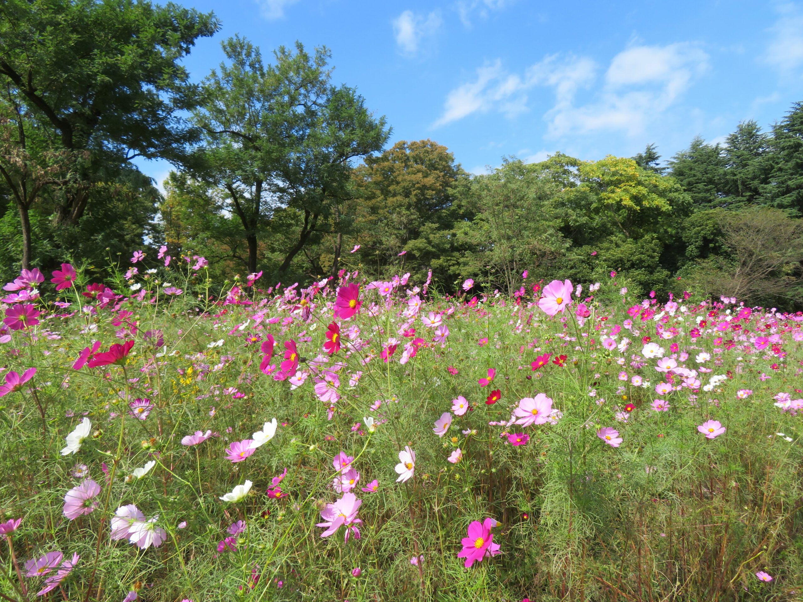 【小金井公園コスモスまつり】秋の彩りで包まれる玉川上水沿いの公園