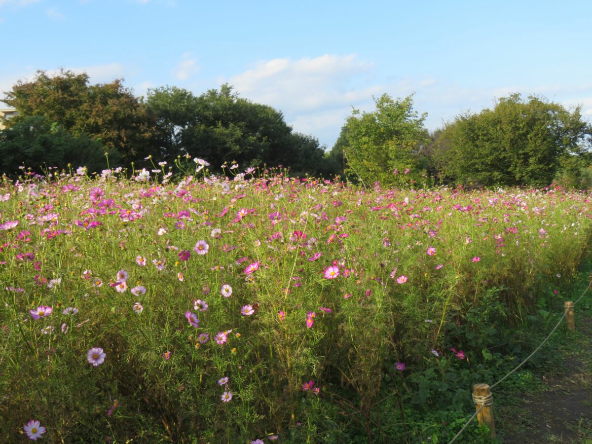 【国営昭和記念公園コスモスまつり】趣の異なる花を咲かせる秋の風物詩