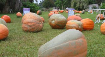 【ハロウィン・パーティー】おばけカボチャが転がる夢の島熱帯植物館