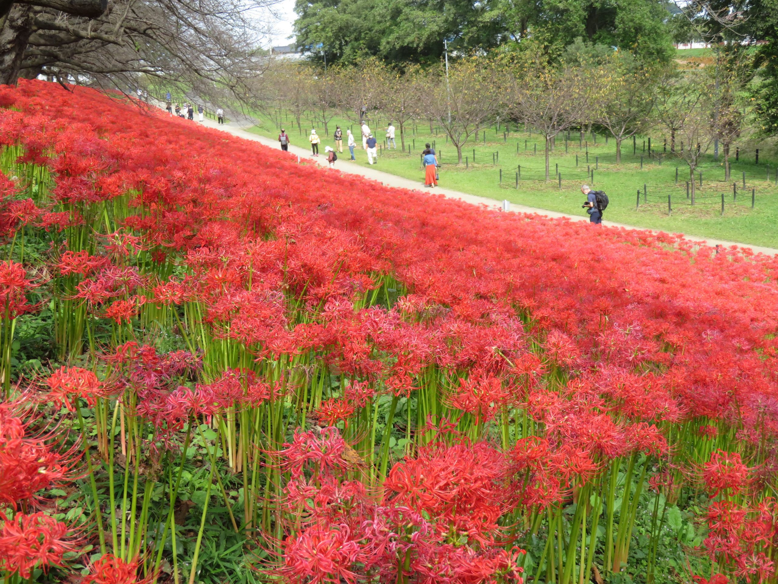 【幸手曼珠沙華まつり】真赤な絨毯を敷き詰めたような中川沿いの権現堂公園