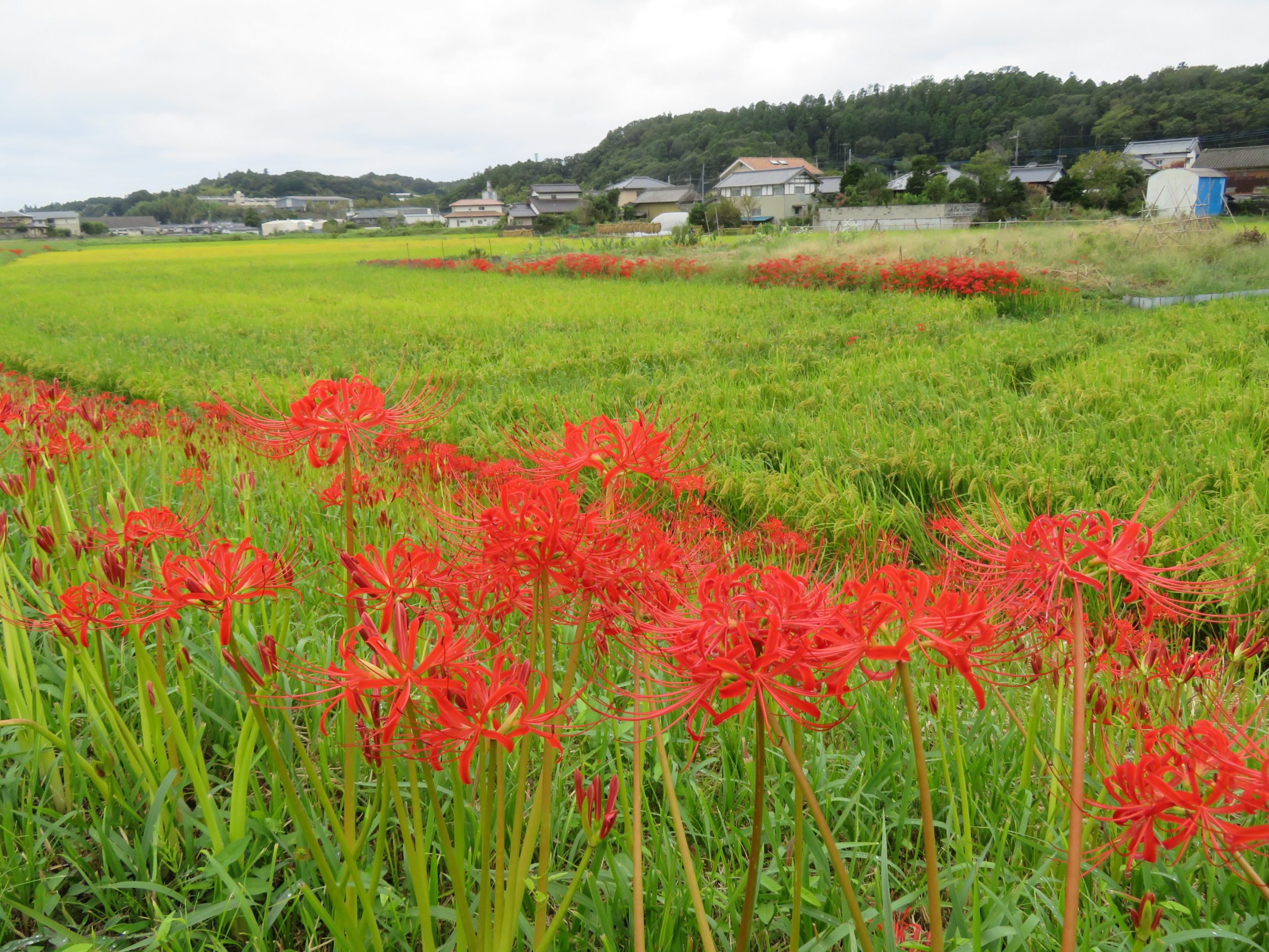 【源氏川彼岸花観賞会】桃源橋の北の川沿いで成長過程を観察できる彼岸花