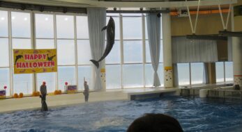 茨城県・大洗のハロウィンが美！2023年「アクアワールド・ハロウィンランタンの前でジャンプするイルカやアシカ
