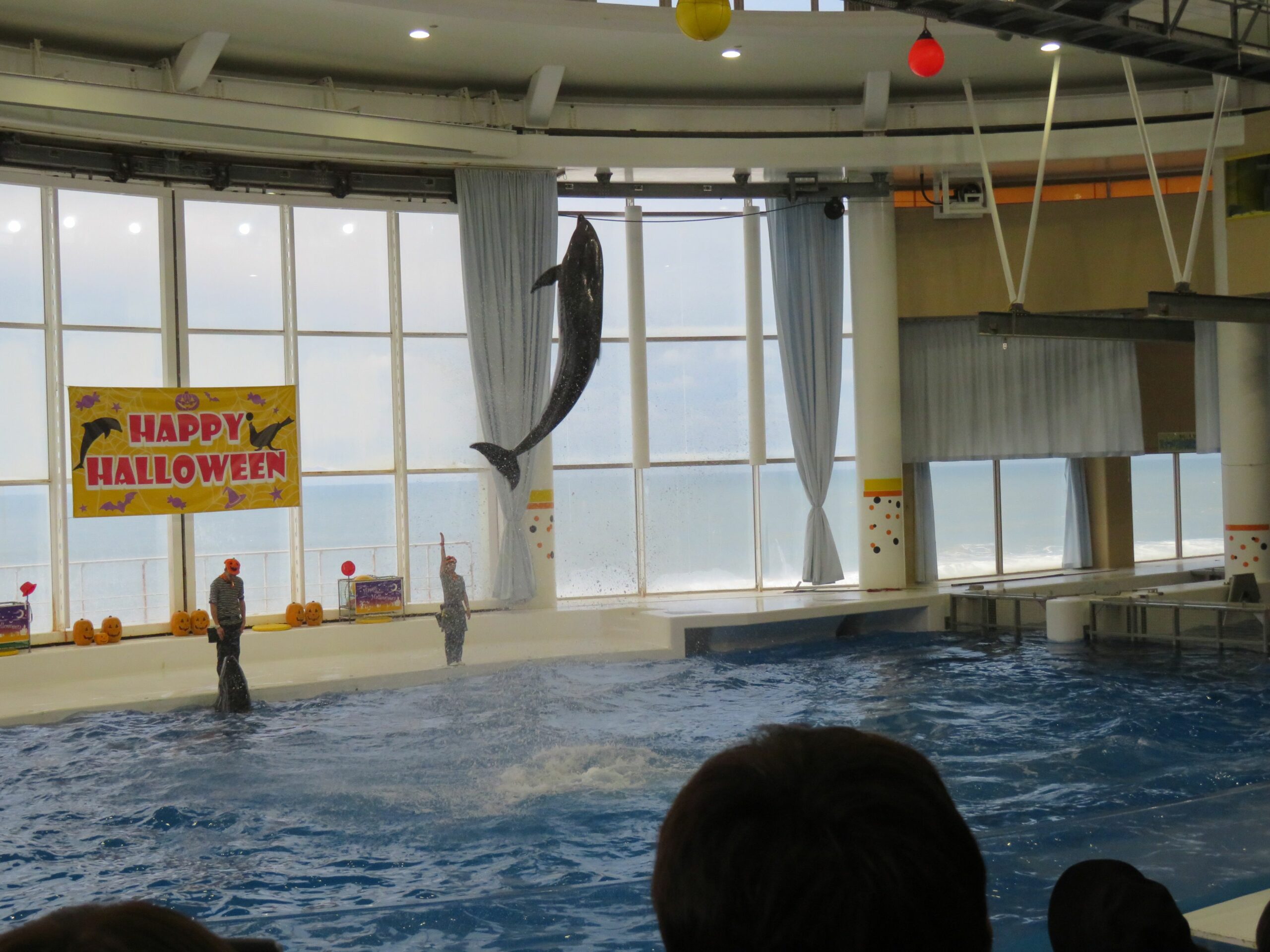 茨城県・大洗のハロウィンが美！2023年「アクアワールド・ハロウィンランタンの前でジャンプするイルカやアシカ