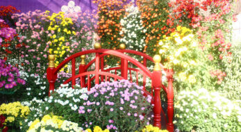 亀戸天神菊まつりで秋を感じよう！晴天の下、色鮮やかな菊が見られるお祭り