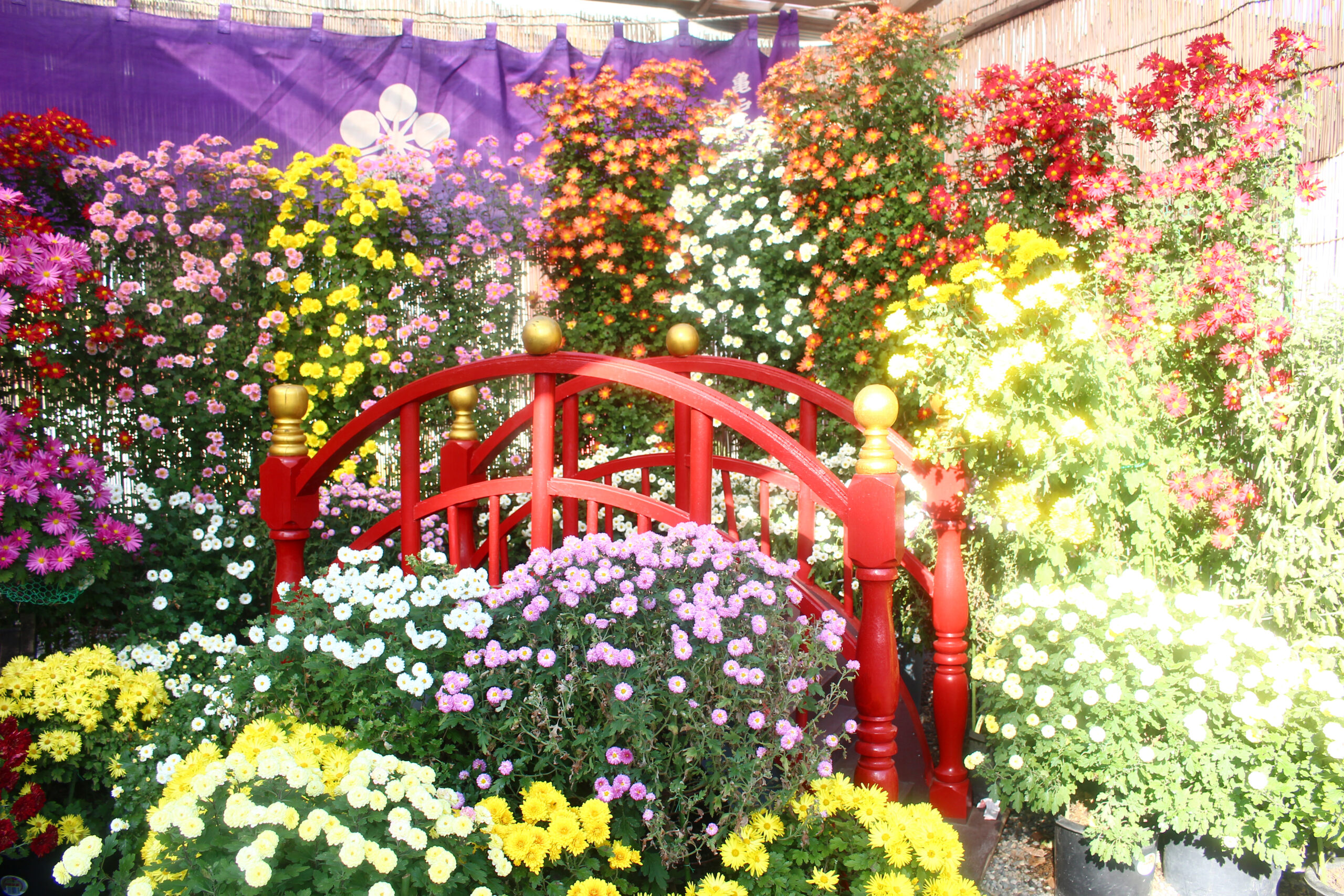 亀戸天神菊まつりで秋を感じよう！晴天の下、色鮮やかな菊が見られるお祭り