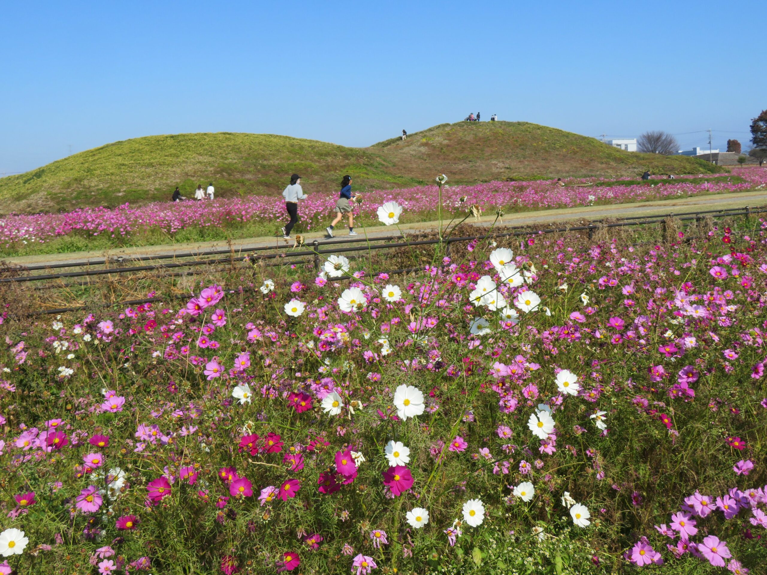 【はにわの里コスモスまつり】前方後円墳に眠る古代の豪族を悼む季節の花