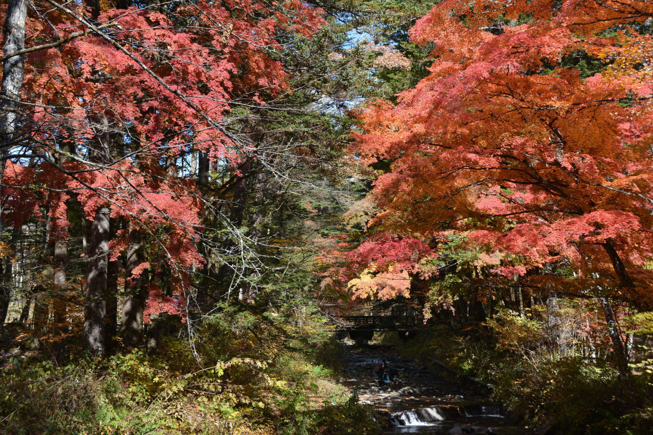 【軽井沢紅葉まつり】浅間山の南麓の避暑地で一足早く秋を先取り