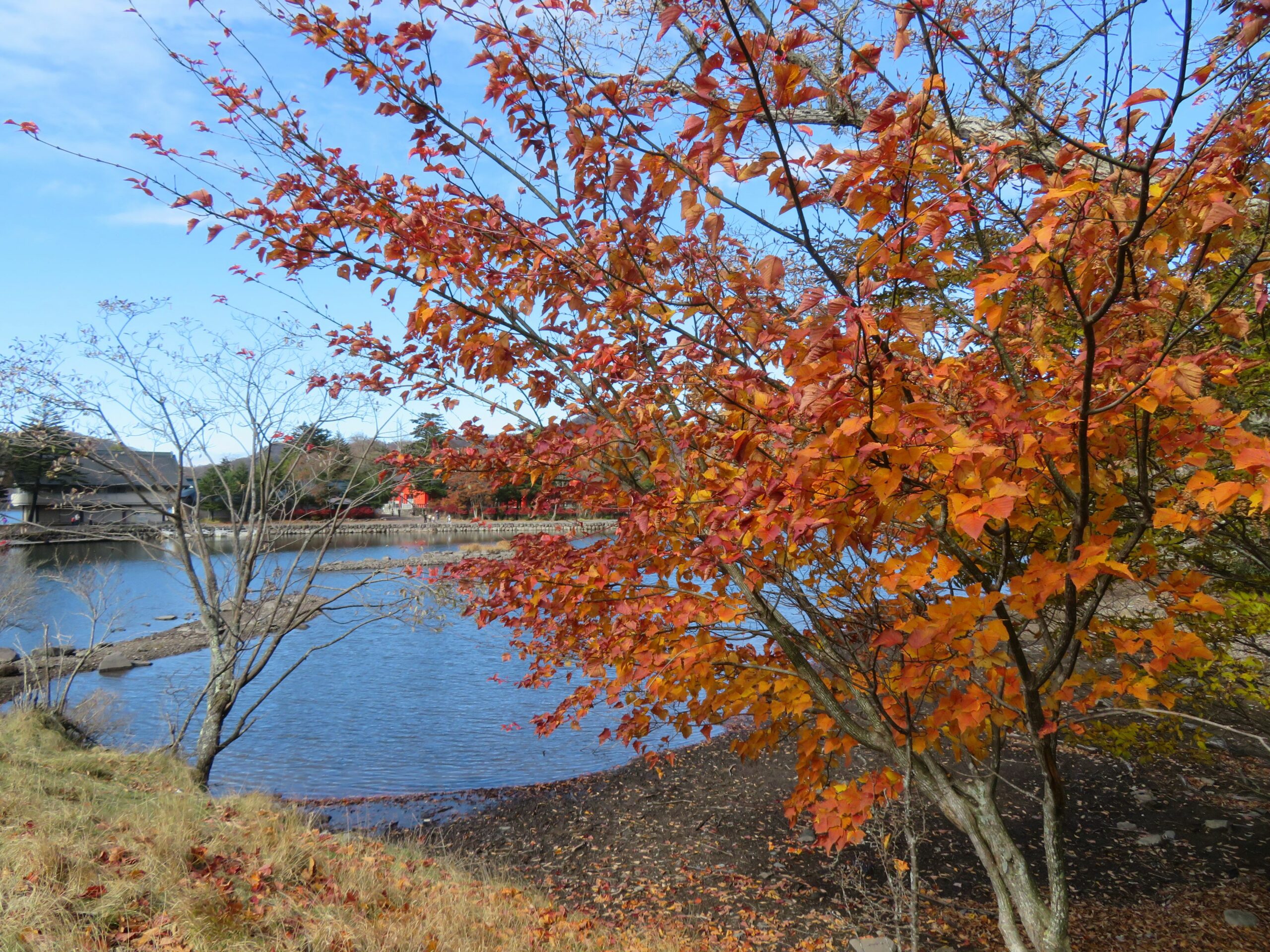 【赤城山の紅葉】高原の秋の彩りに包まれるカルデラ湖の大沼や神社の境内